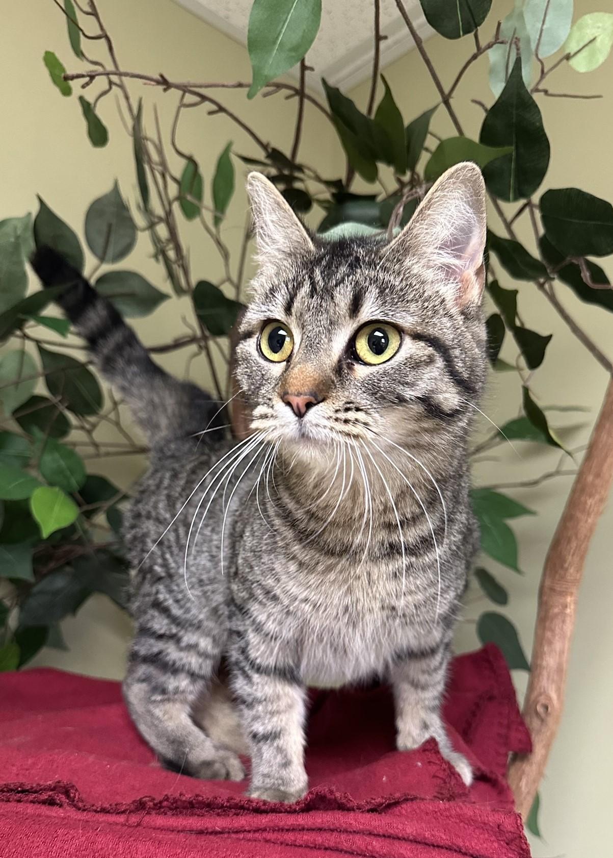 Tess, a Adoptable Domestic Short Hair in Hastings, NE image 4/4