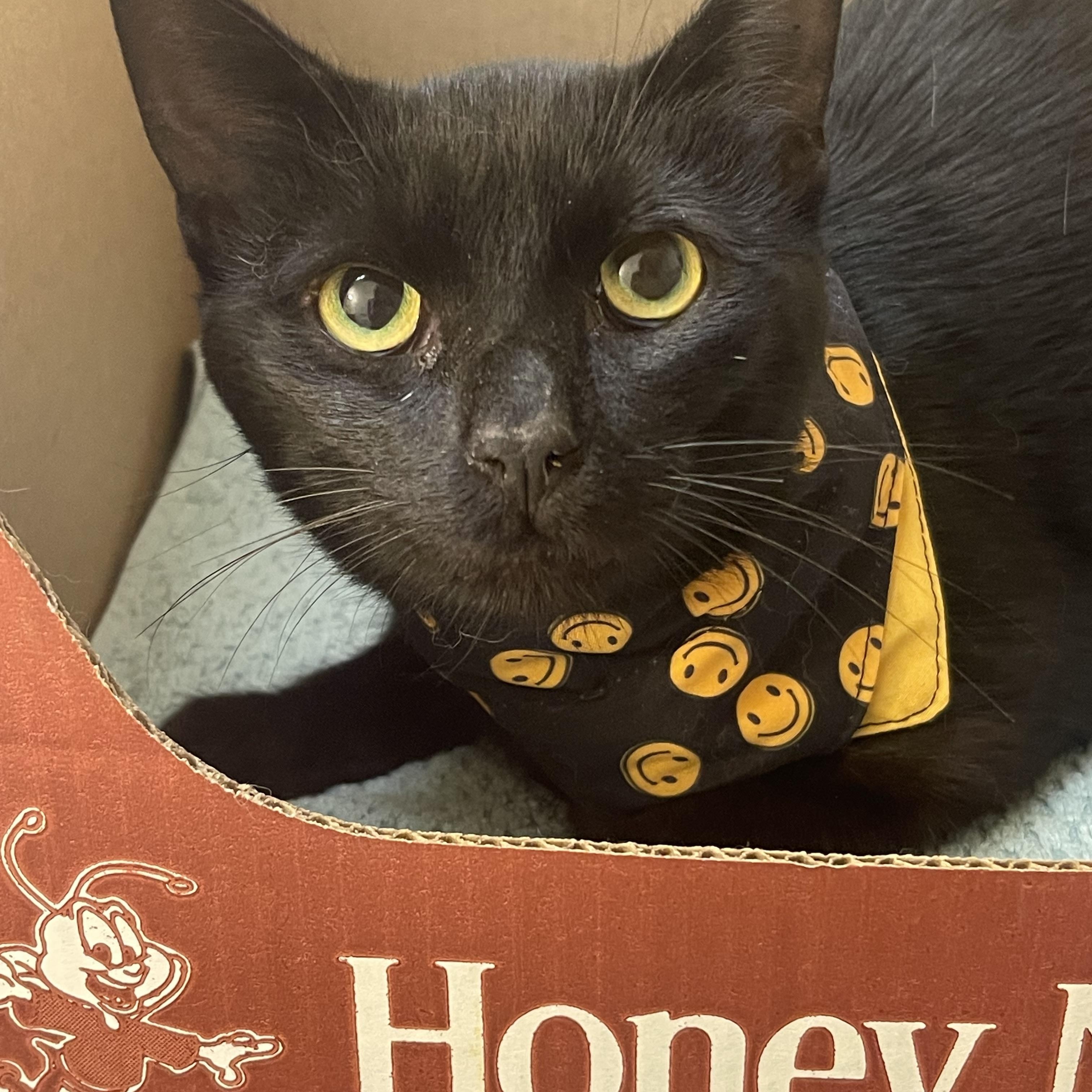 Onyx