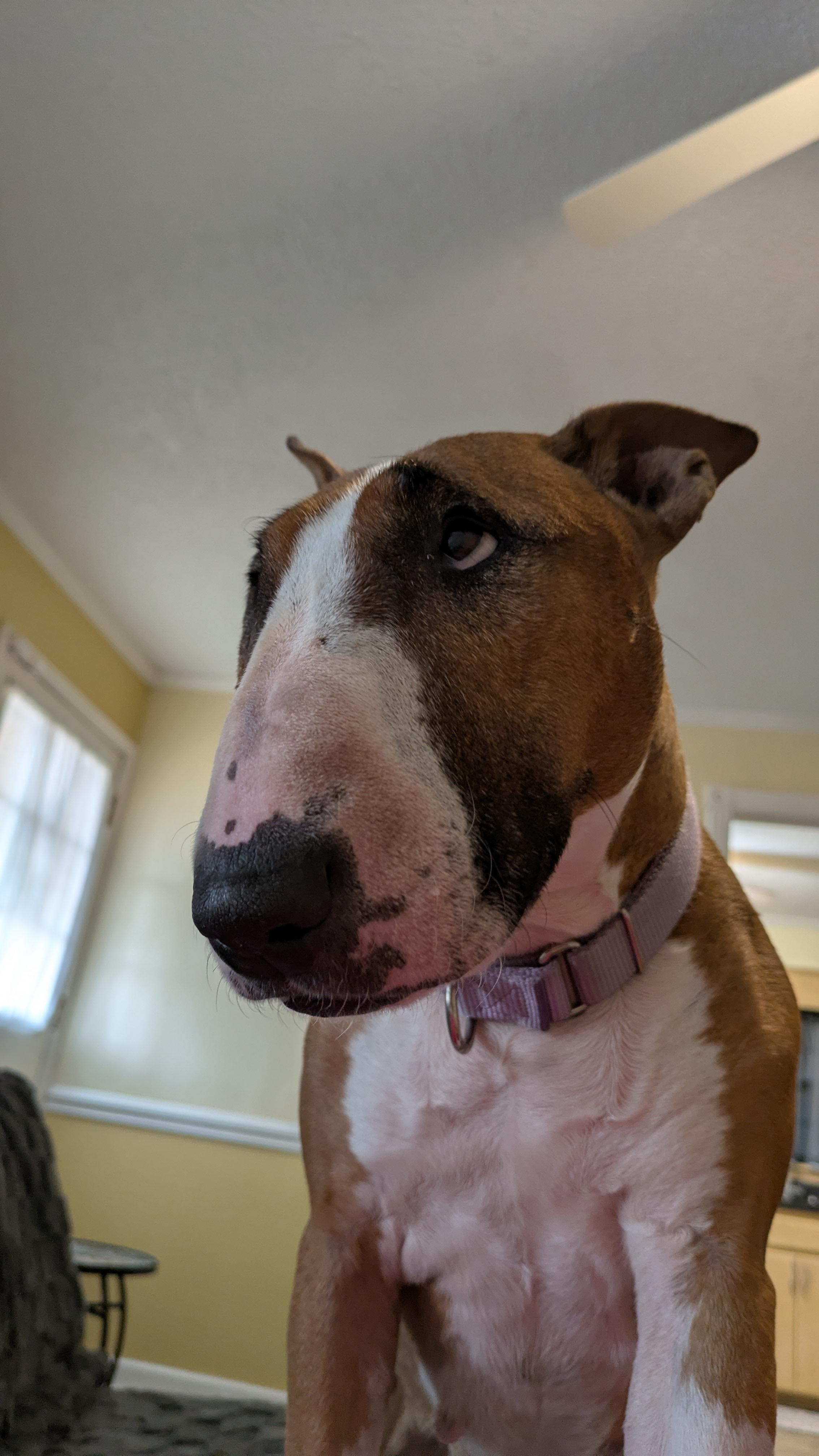 Enlarge 25-085 Jasmine, a Adoptable Bull Terrier in New York, NY image 1/6