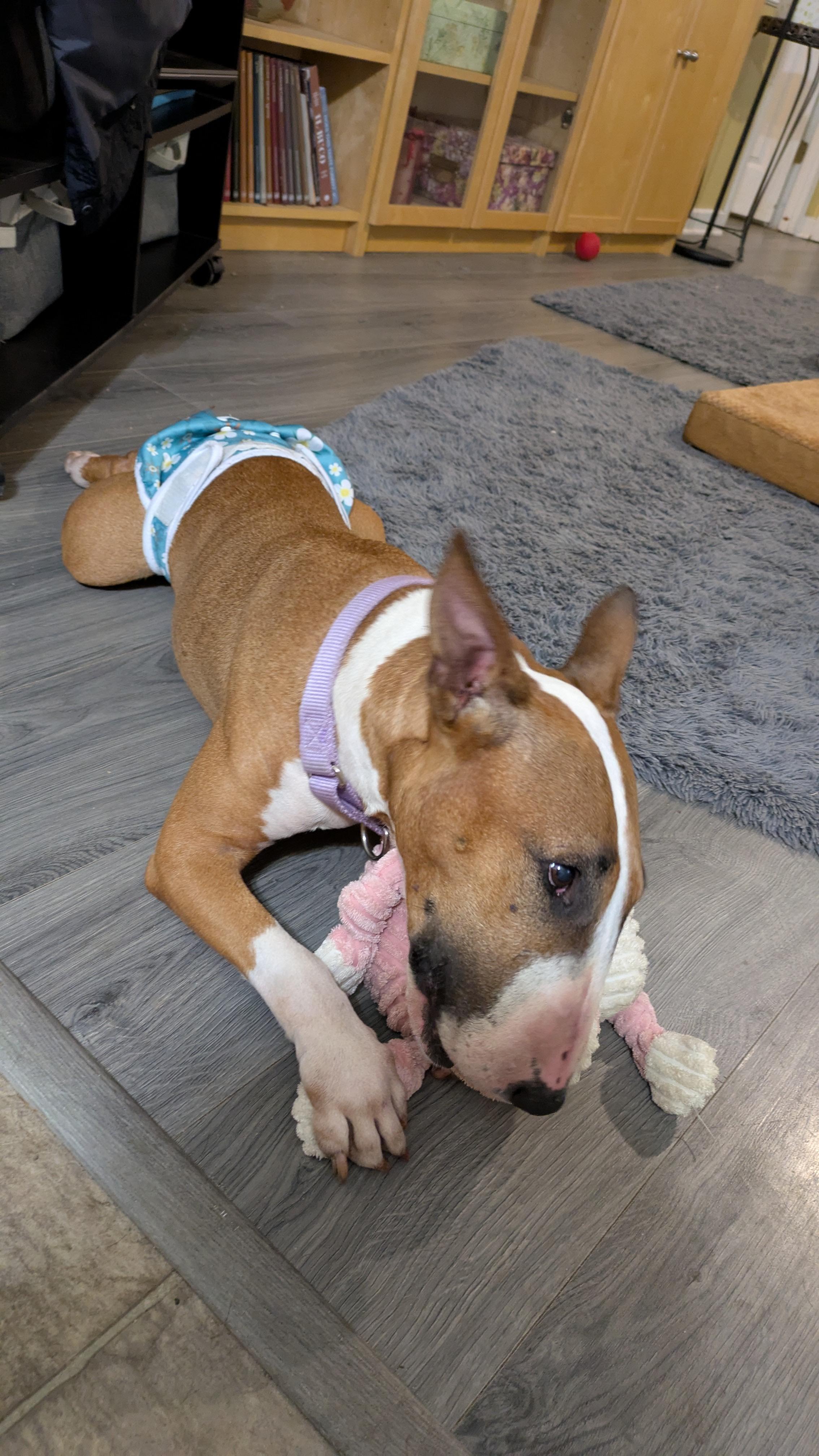 Enlarge 25-085 Jasmine, a Adoptable Bull Terrier in New York, NY image 2/6