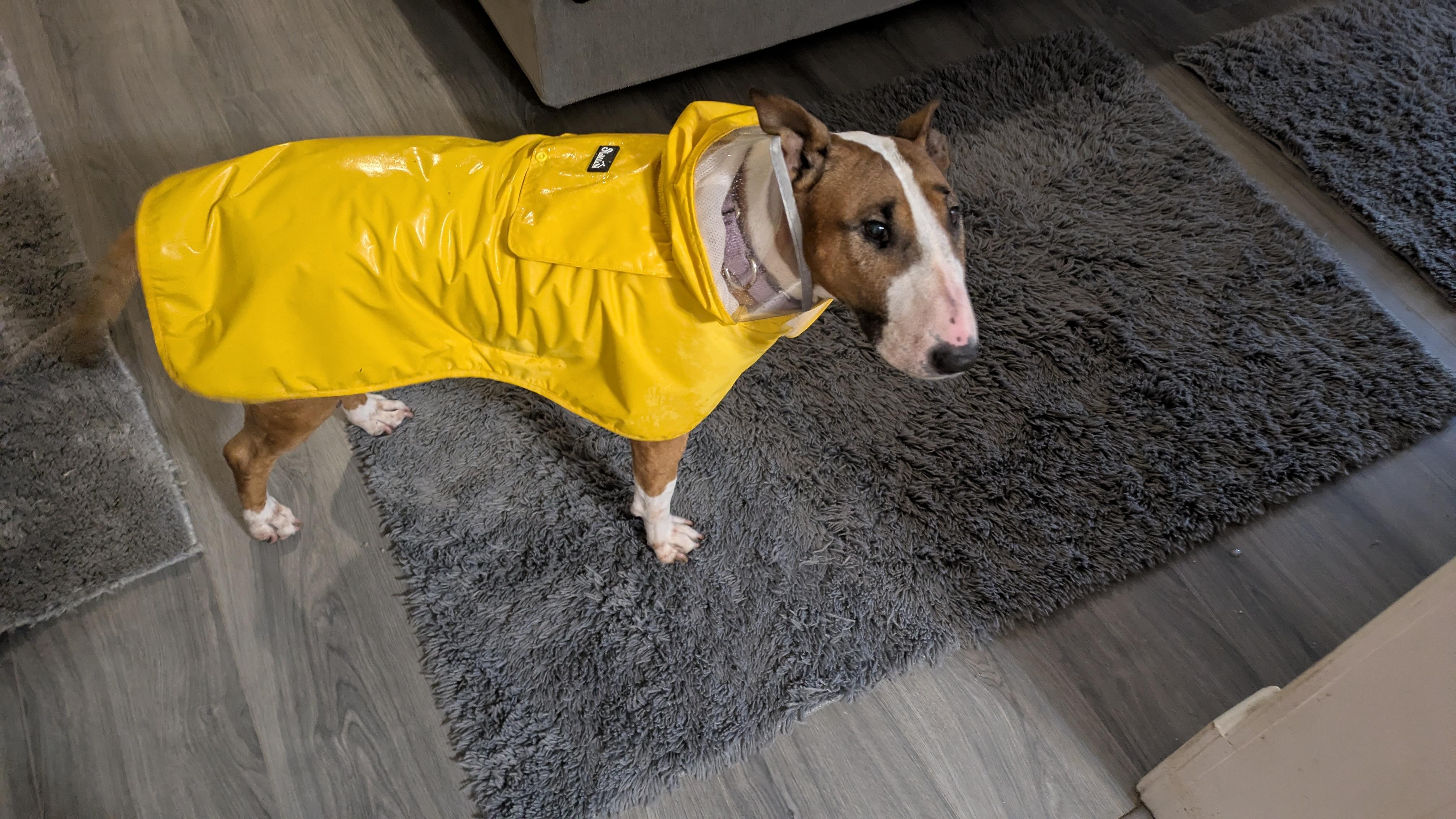 Enlarge 25-085 Jasmine, a Adoptable Bull Terrier in New York, NY image 3/6