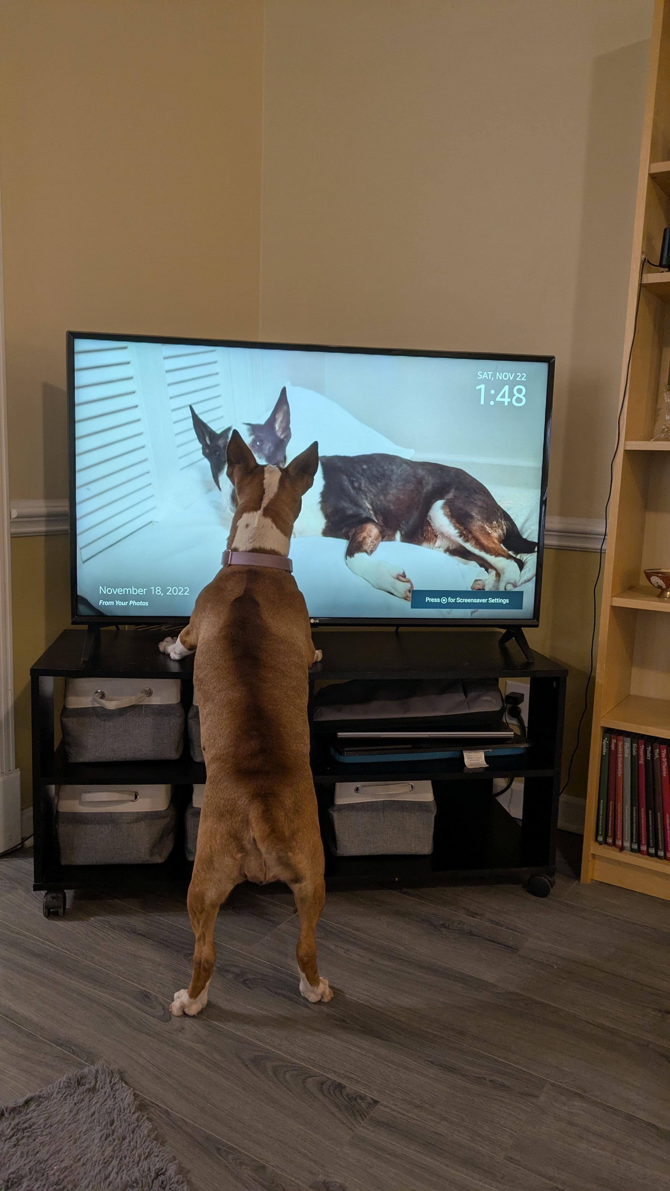 Enlarge 25-085 Jasmine, a Adoptable Bull Terrier in New York, NY image 4/6