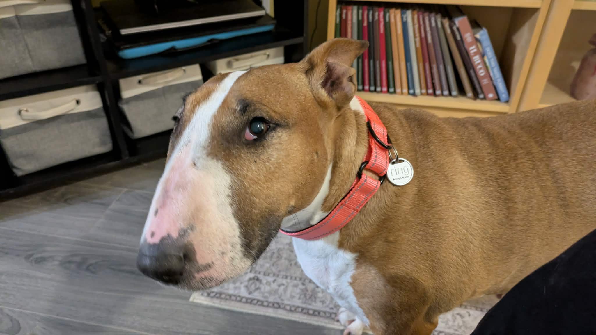 Enlarge 25-085 Jasmine, a Adoptable Bull Terrier in New York, NY image 5/6