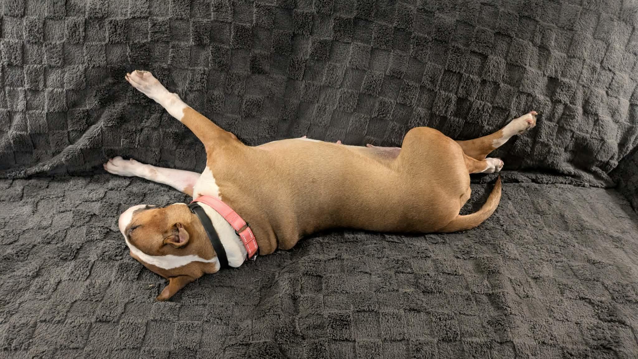 Enlarge 25-085 Jasmine, a Adoptable Bull Terrier in New York, NY image 6/6