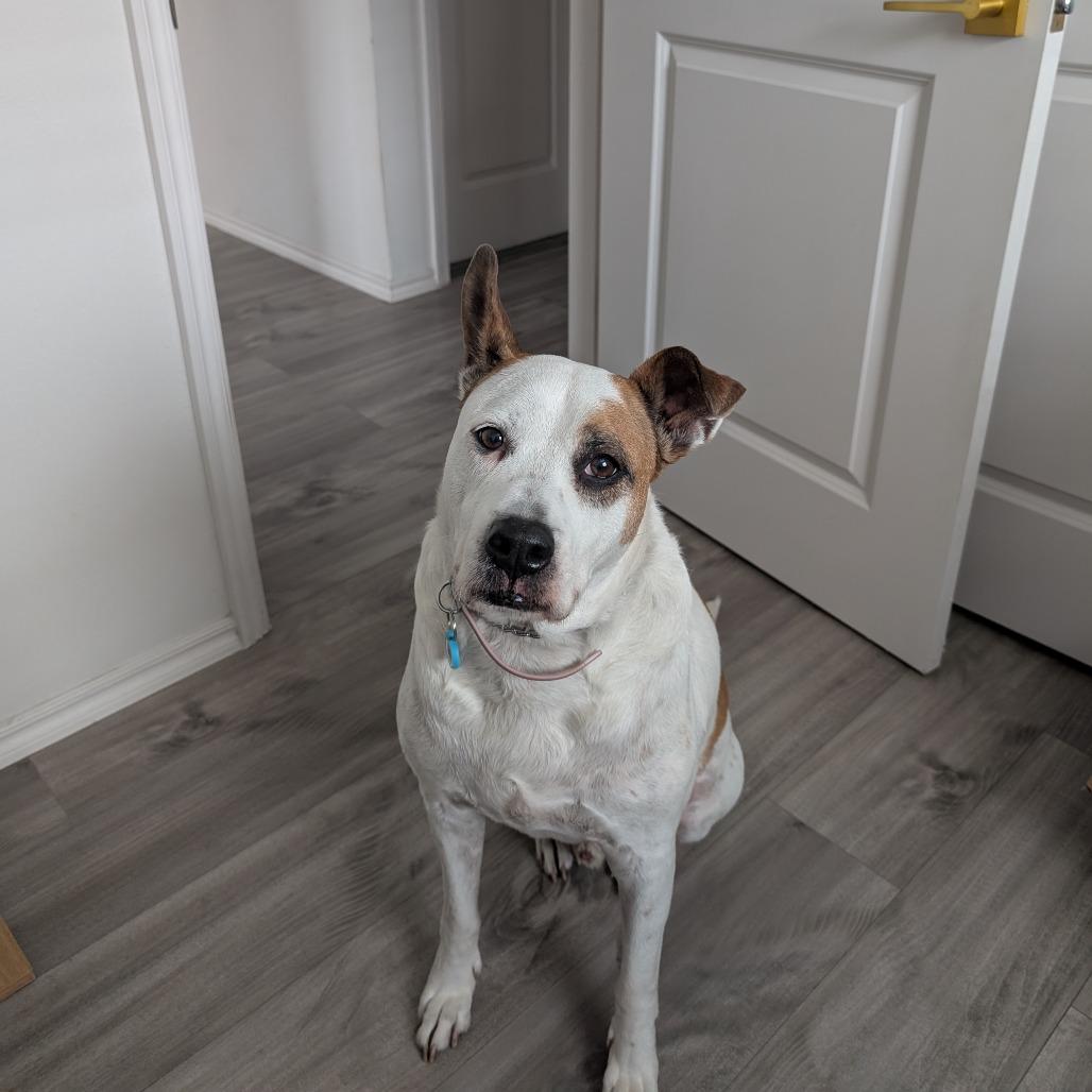 Enlarge Lucky, a Adoptable Mixed Breed in Tulsa, OK image 1/1