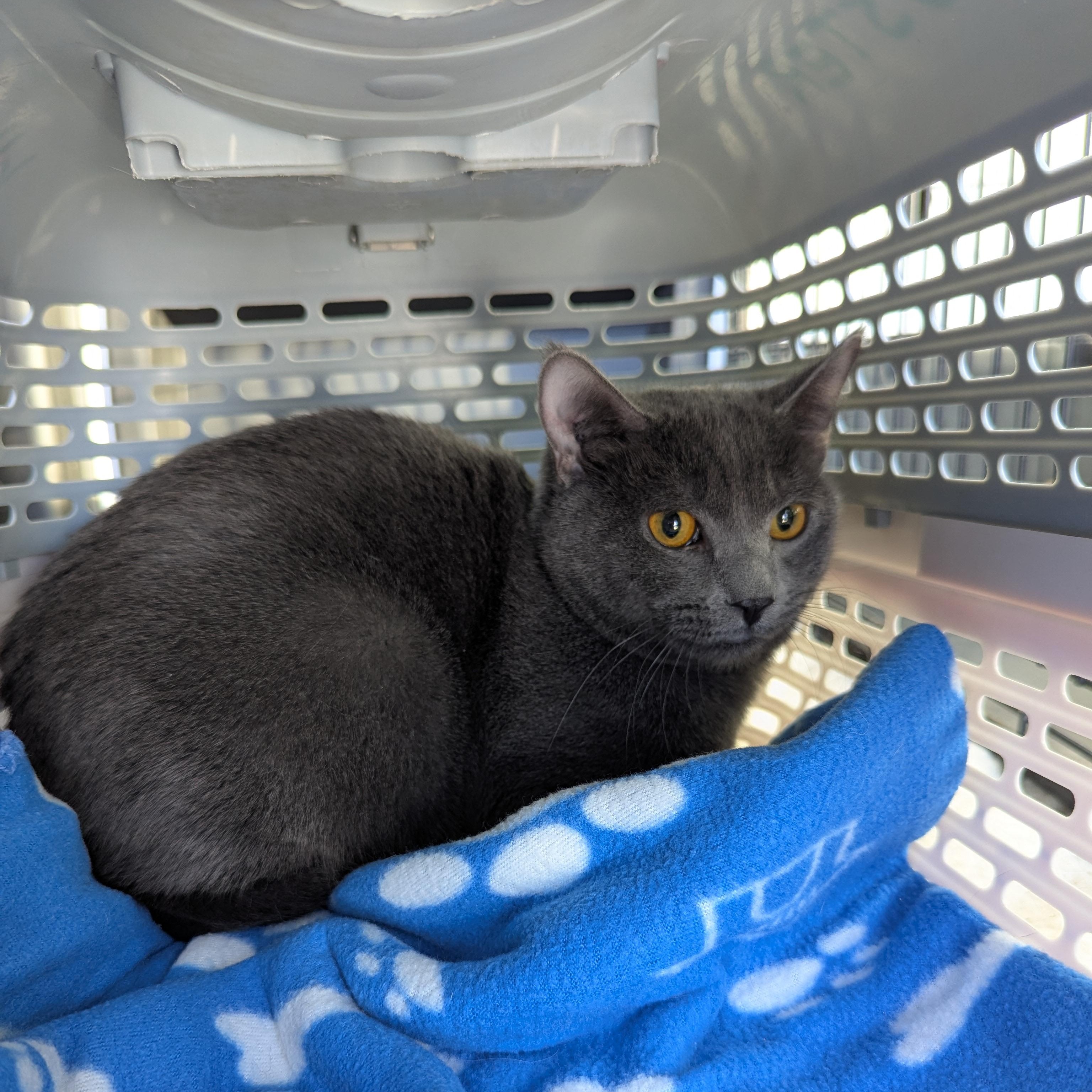 Enlarge Elliot, a ADOPTABLE Domestic Short Hair in Morden, MB image 1/1