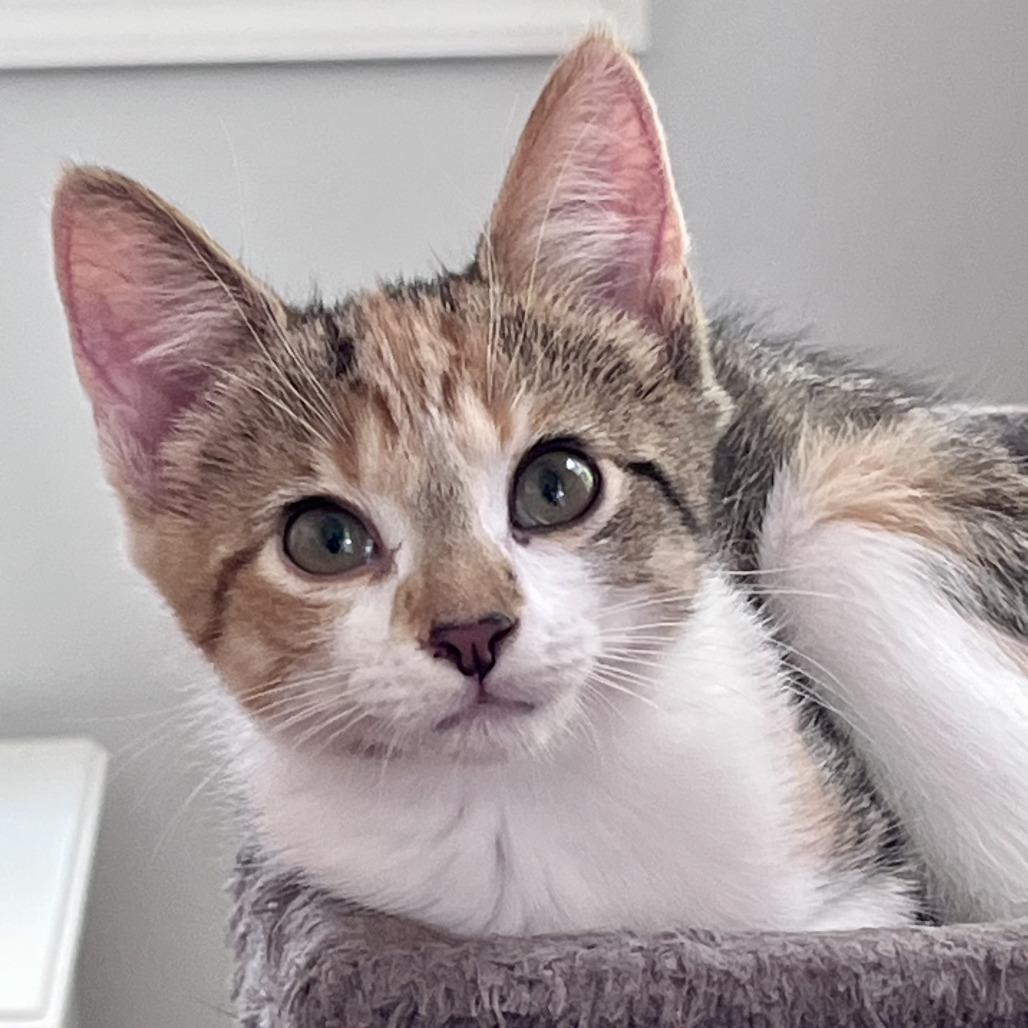 Dottie, Adoptable, Kitten Female Domestic Short Hair.