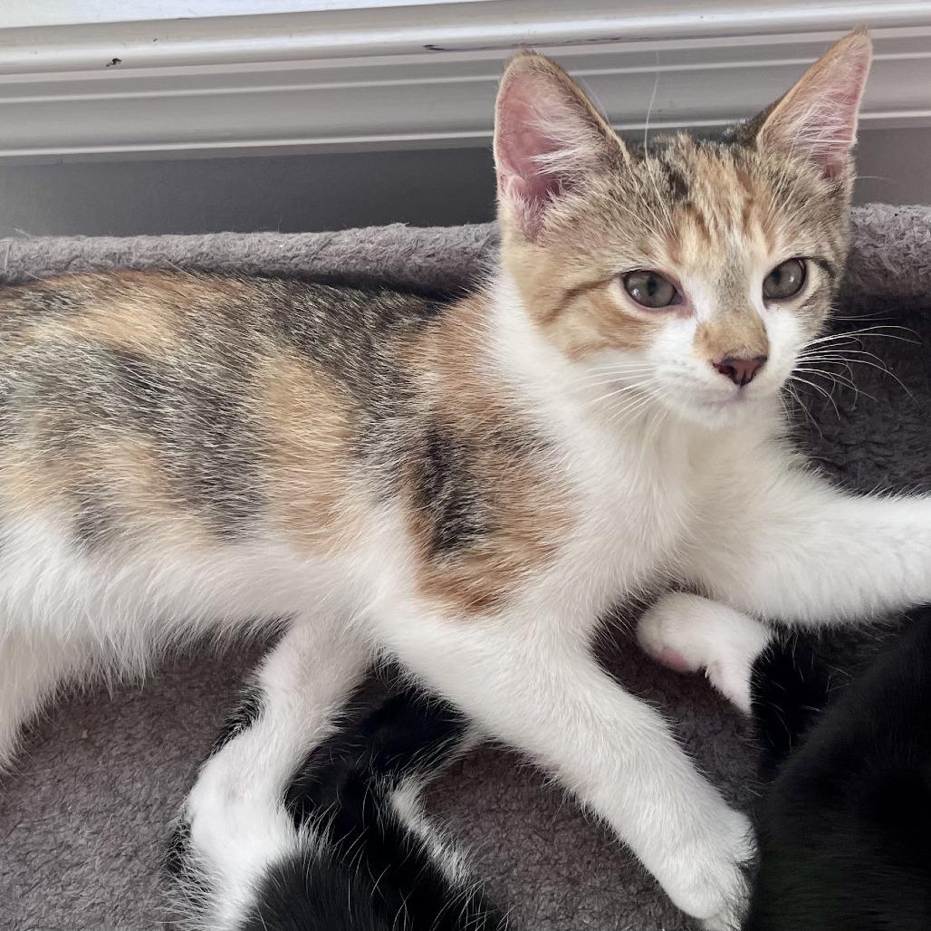 Enlarge Dottie, a Adoptable Domestic Short Hair in Richmond, VA image 2/3