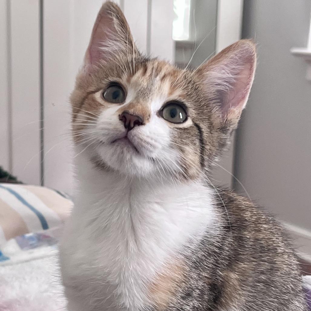 Enlarge Dottie, a Adoptable Domestic Short Hair in Richmond, VA image 3/3