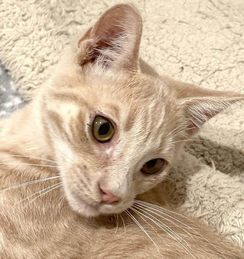 Griffin, Adoptable, Kitten Male Domestic Short Hair.