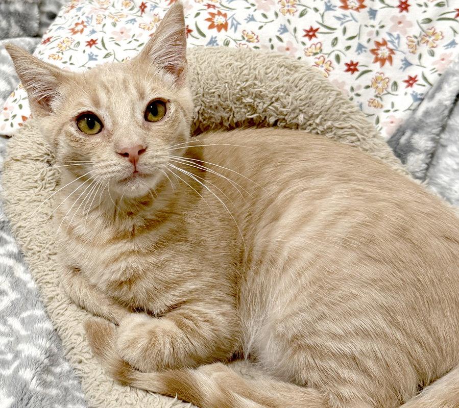 Griffin, a Adoptable Domestic Short Hair in Ventura, CA image 2/3