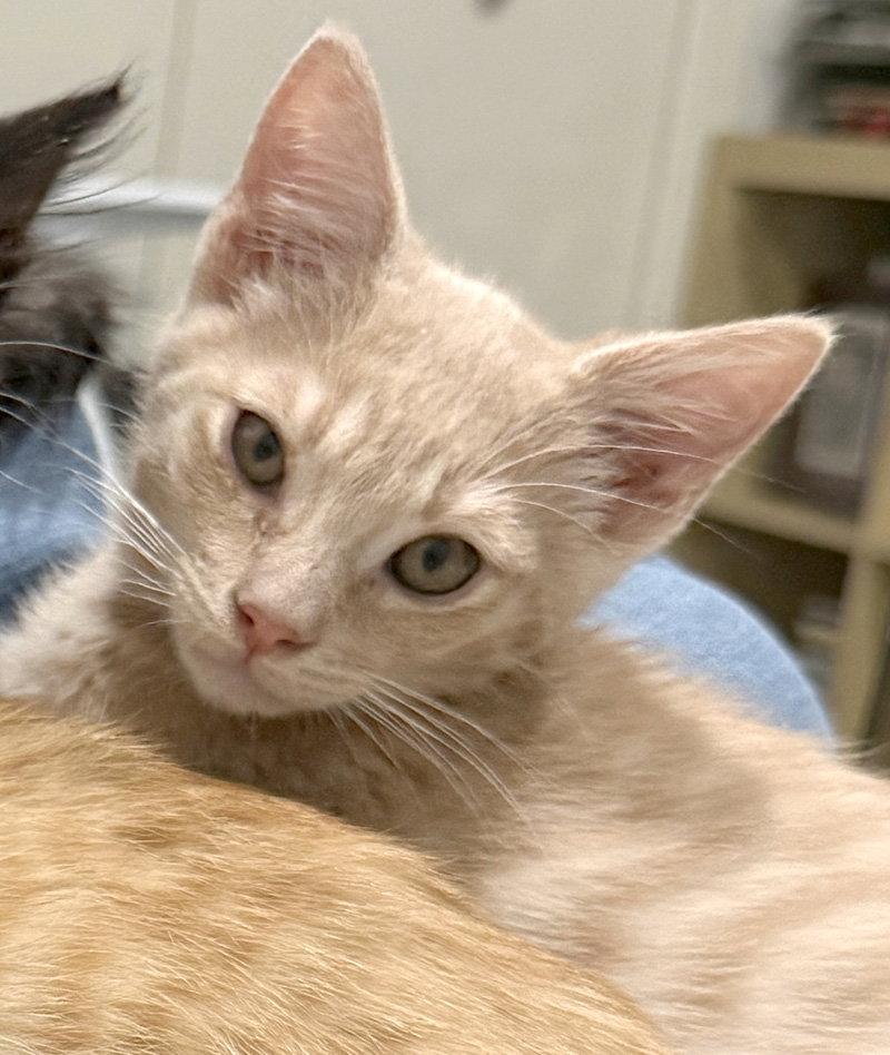 Griffin, a Adoptable Domestic Short Hair in Ventura, CA image 3/3