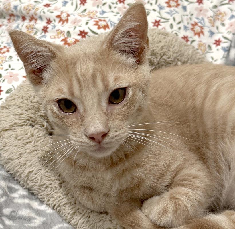 Griffin, a Adoptable Domestic Short Hair in Ventura, CA image 3/3