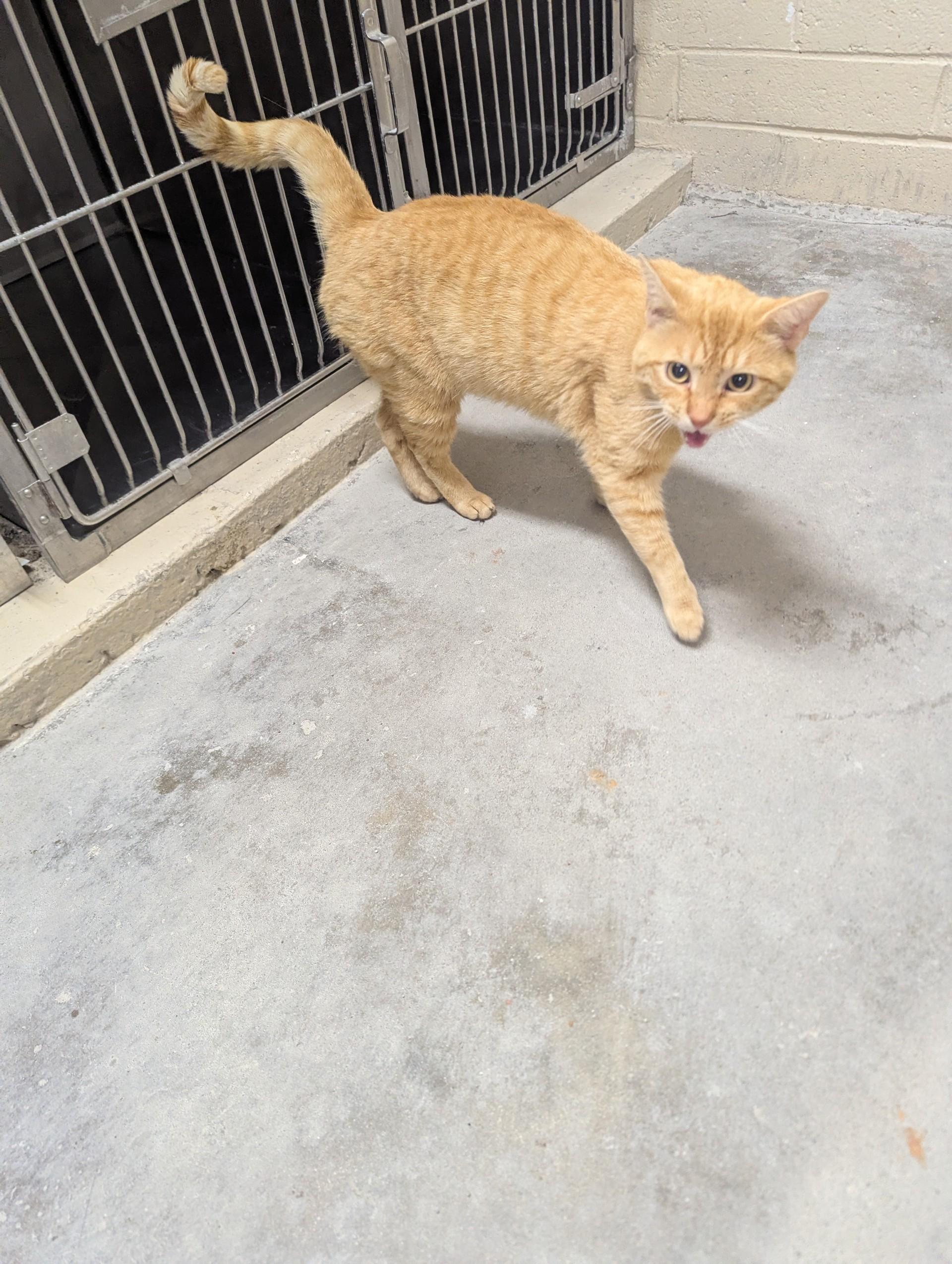 Enlarge Garfield26309 (RESCUED), an adopted mixed breed in Rocky Mount, NC image 1/4