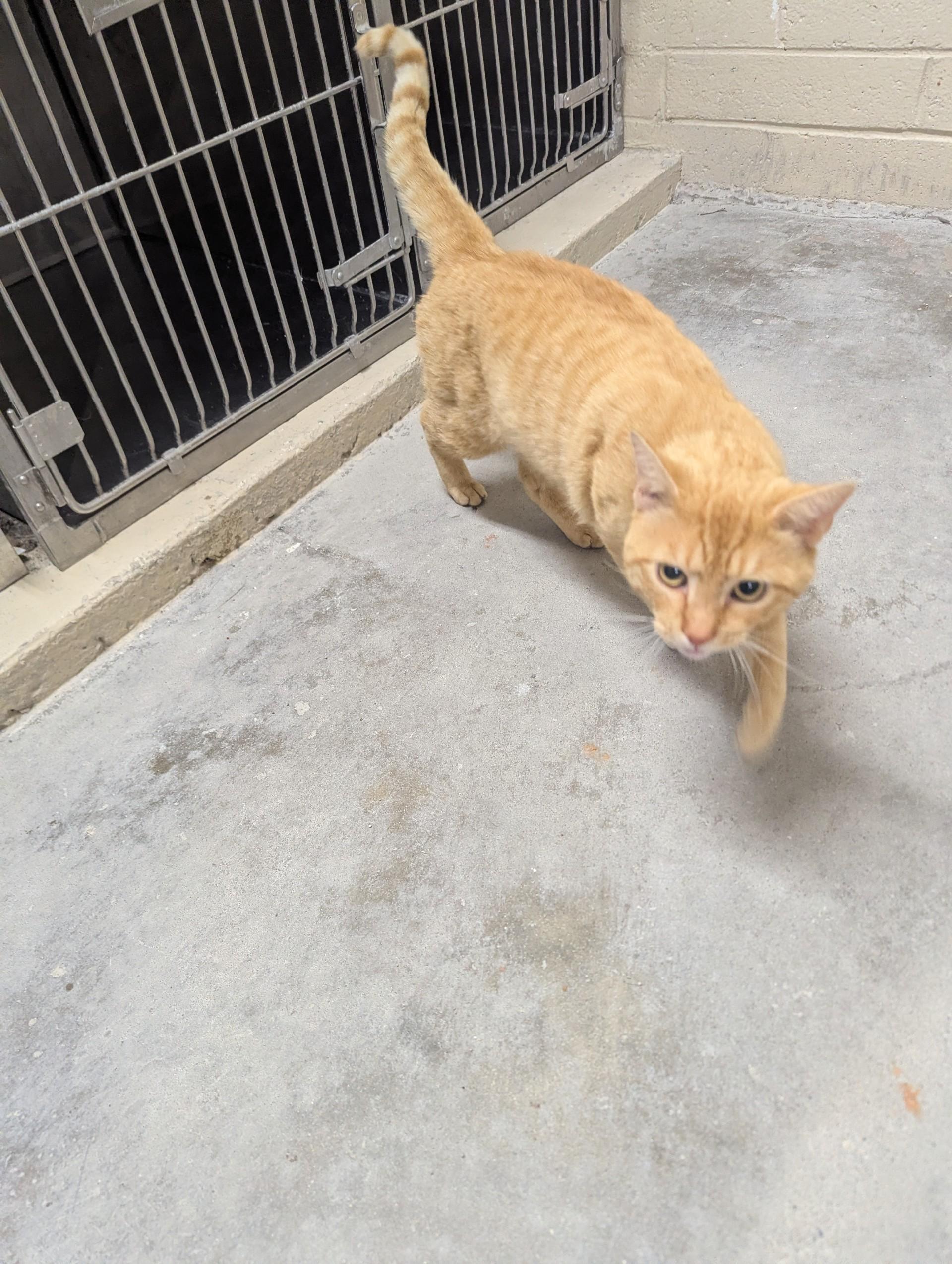 Enlarge Garfield26309 (RESCUED), an adopted mixed breed in Rocky Mount, NC image 2/4