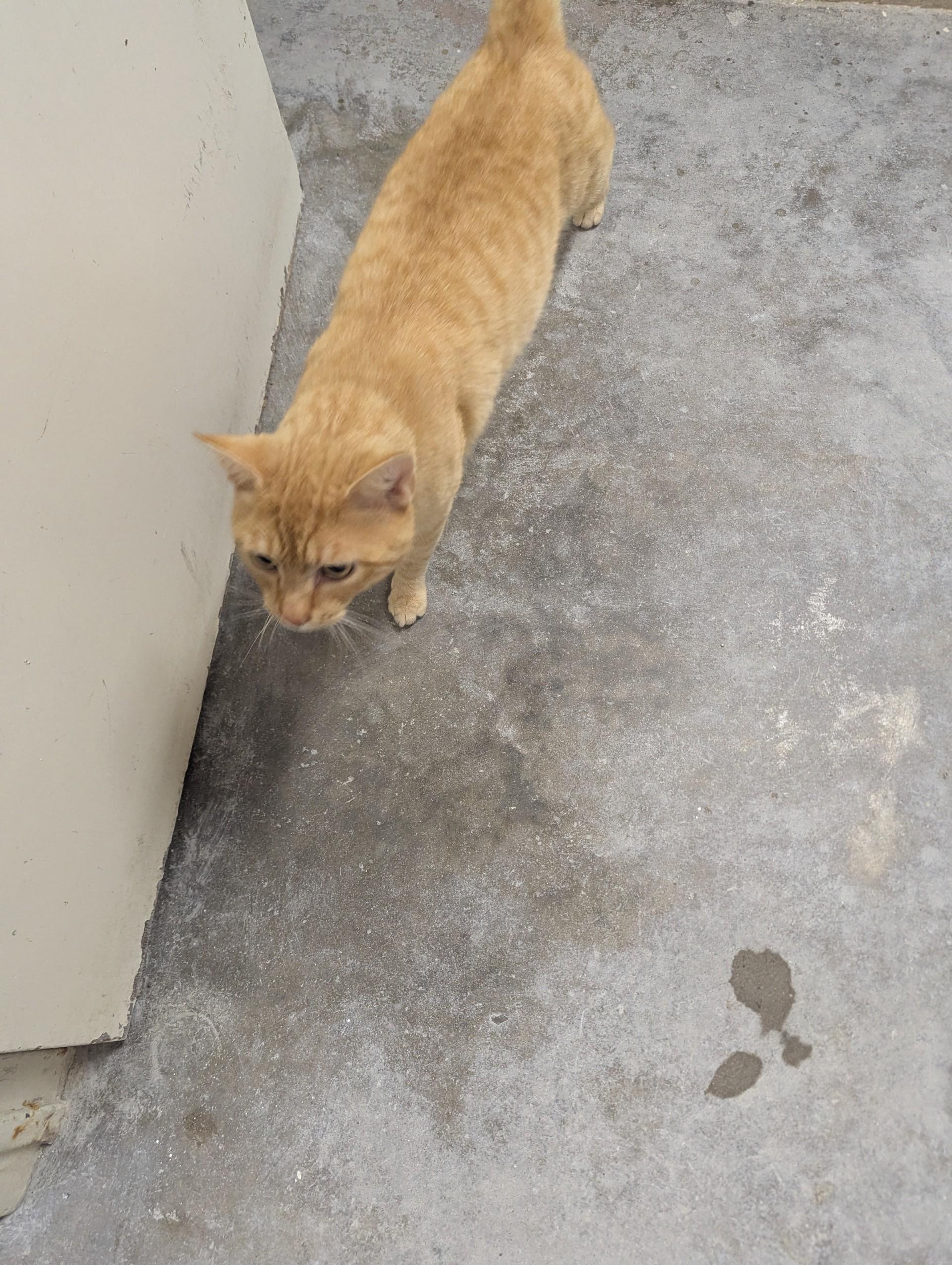 Enlarge Garfield26309 (RESCUED), an adopted mixed breed in Rocky Mount, NC image 4/4