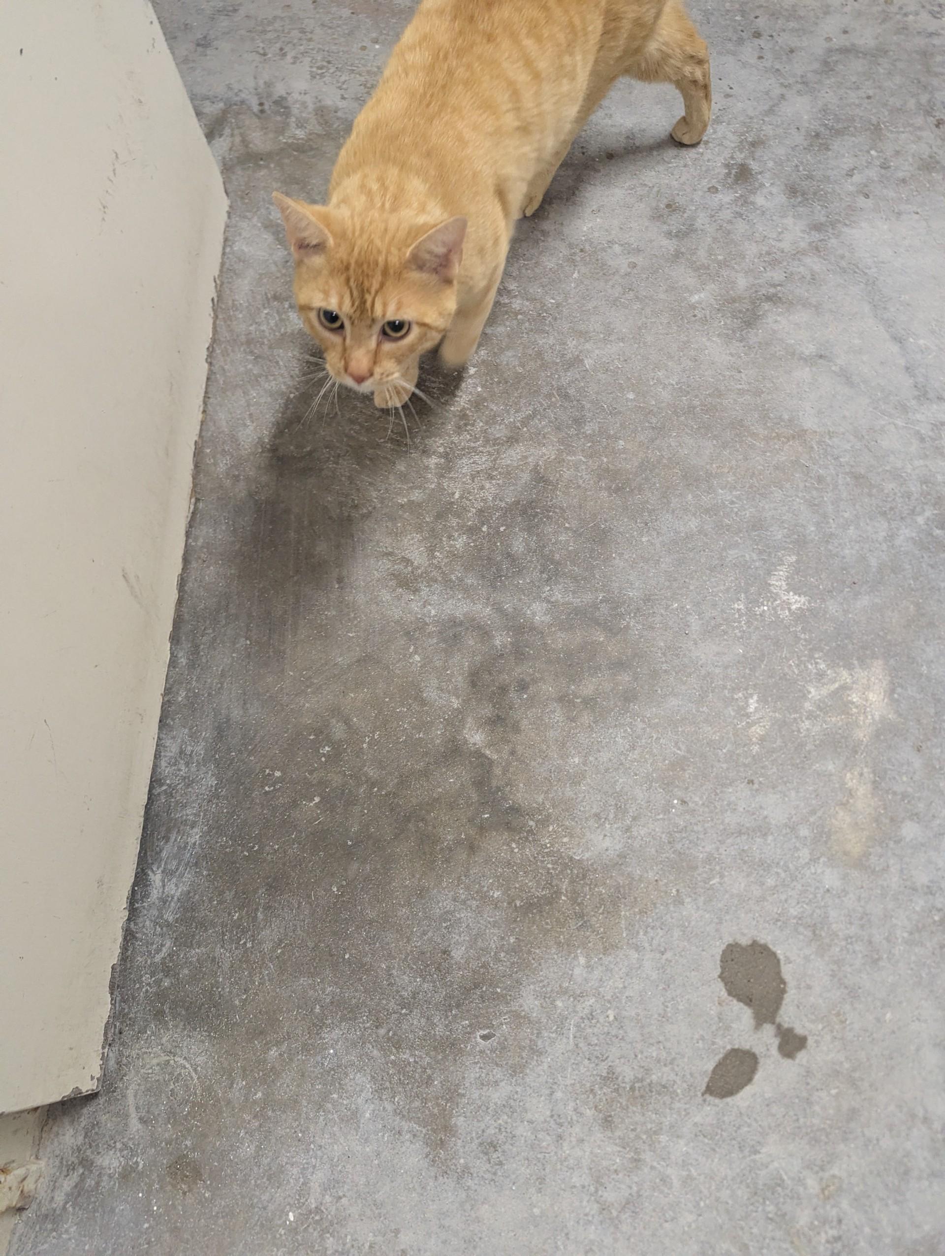 Enlarge Garfield26309 (RESCUED), an adopted mixed breed in Rocky Mount, NC image 3/4