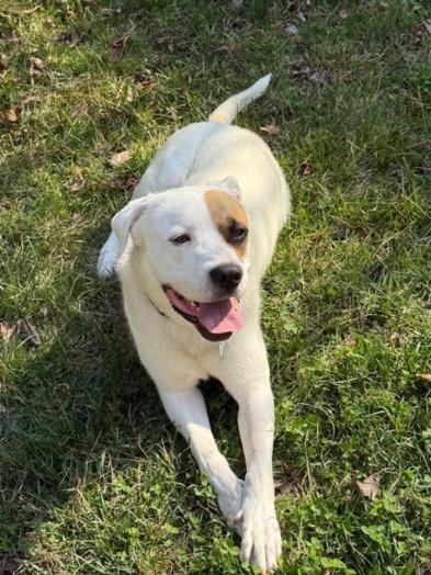 RAMBO, Adoptable, Adult Male Hound & Mixed Breed.