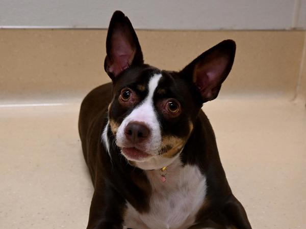Penny, a Adoptable mixed breed in Portland, OR image 1/2