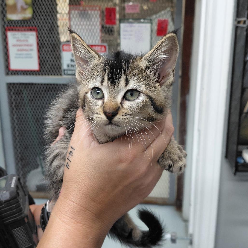 Bobcat, Adoptable, Kitten Female Domestic Short Hair.