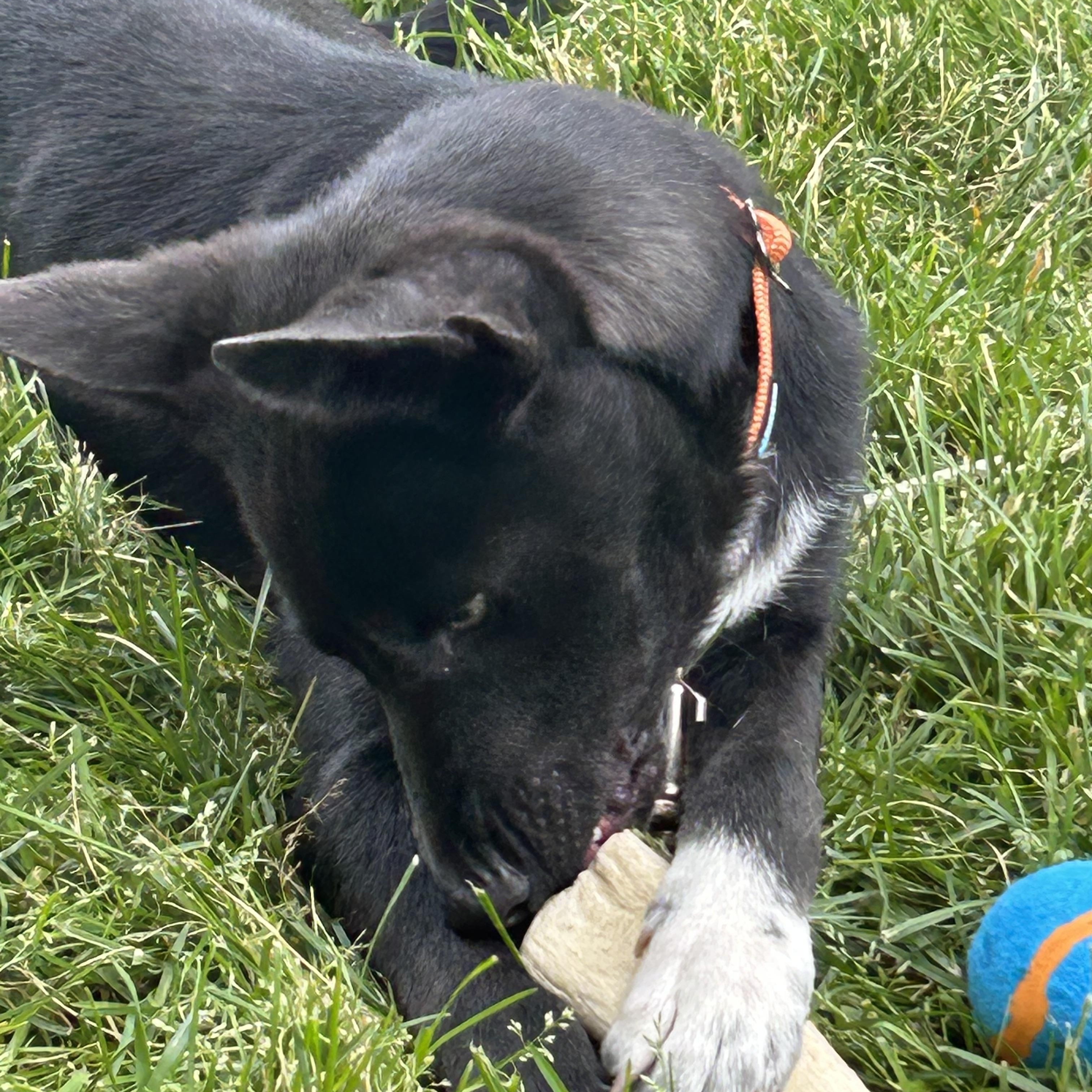 Chico, a Adoptable mixed breed image 4/6