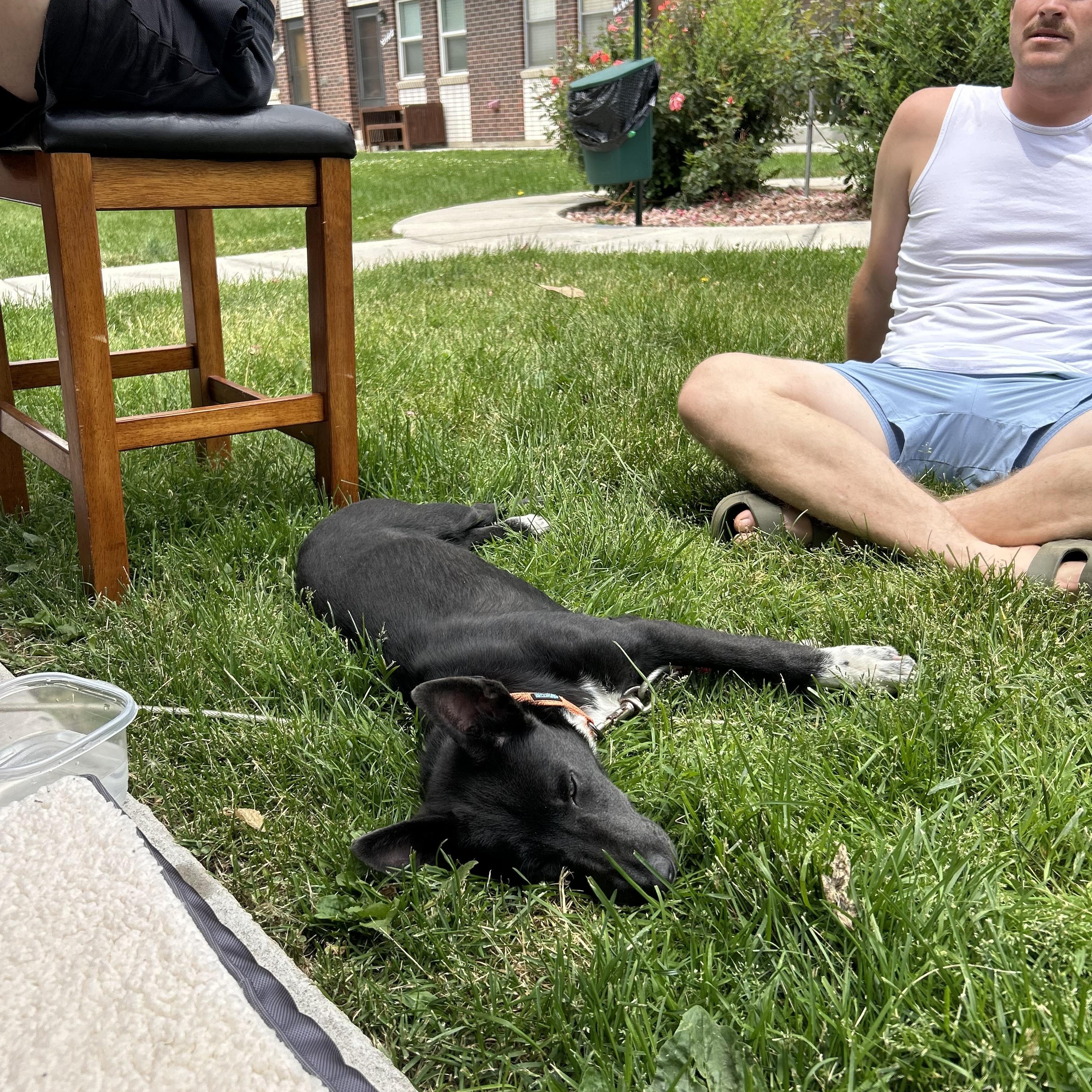 Chico, a Adoptable mixed breed image 3/6