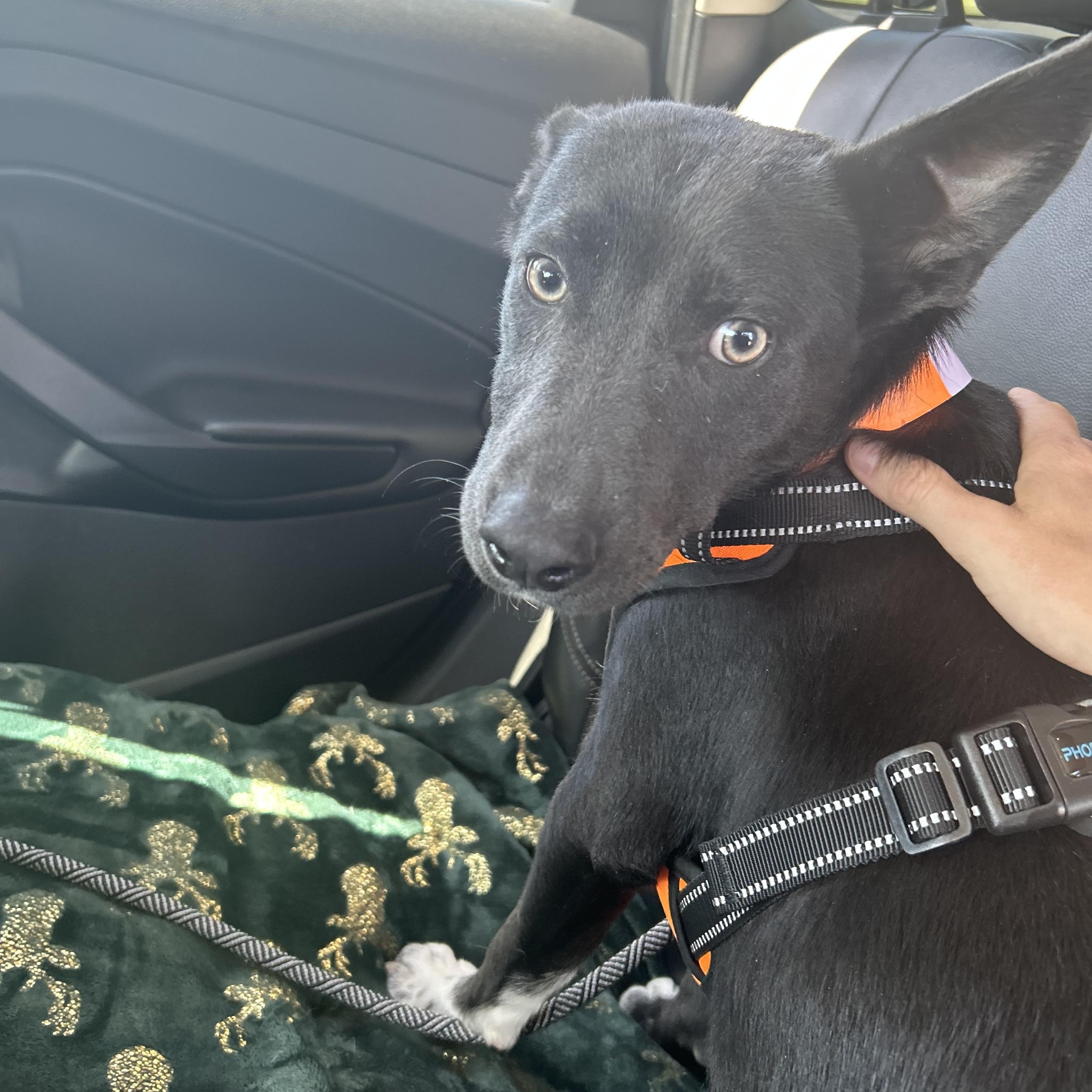 Chico, a Adoptable mixed breed image 5/6