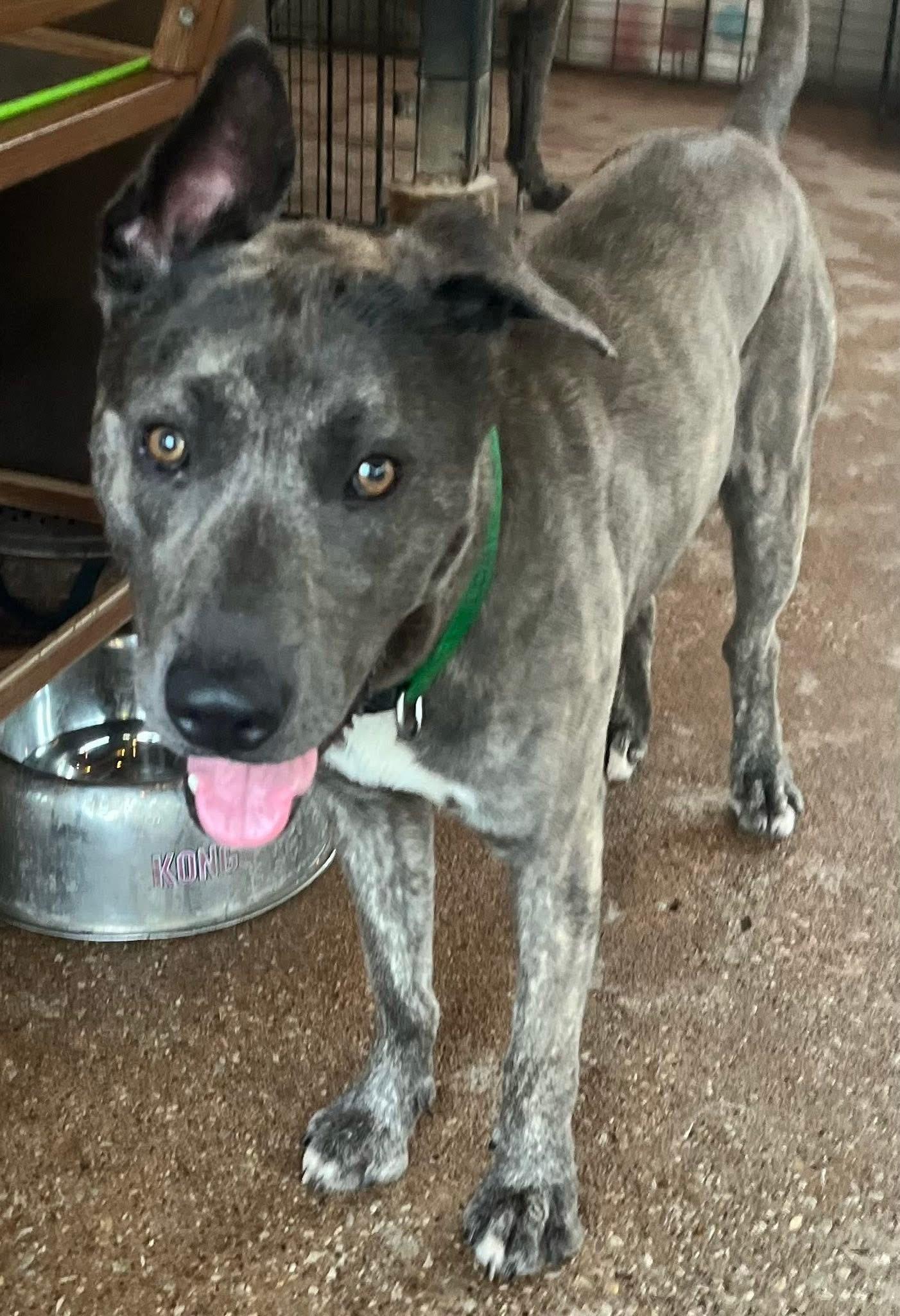 Rocky Warehouse j, Adoptable, Young Male Plott Hound & Catahoula Leopard Dog.