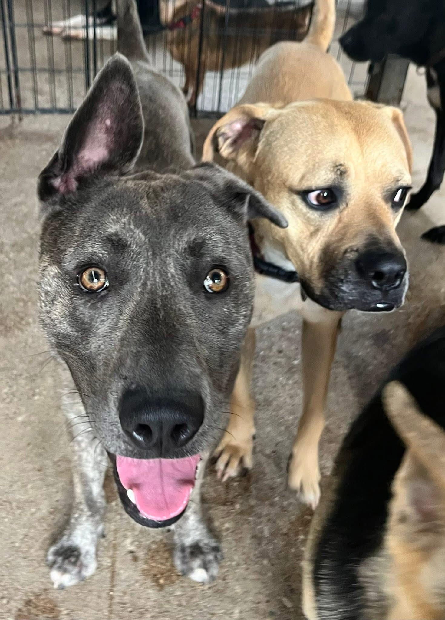 Enlarge Rocky Warehouse j, a Adoptable mixed breed in Dallas, TX image 2/3