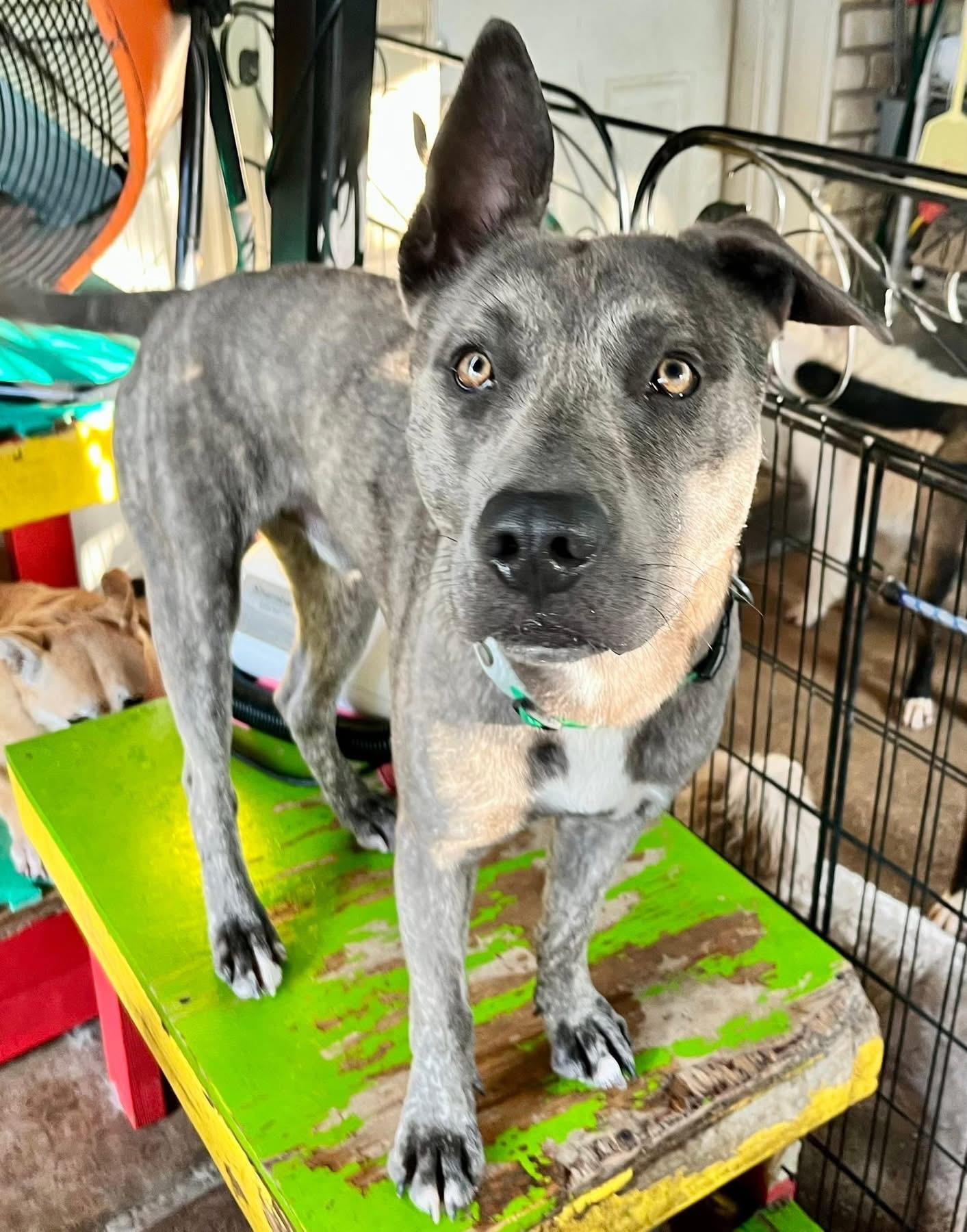 Enlarge Rocky Warehouse j, a Adoptable mixed breed in Dallas, TX image 3/3