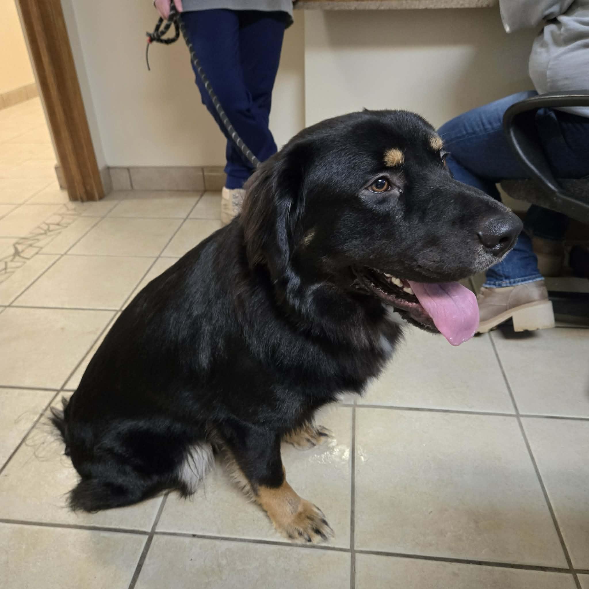 Enlarge Sherman, a ADOPTABLE mixed breed in West Branch, MI image 1/3