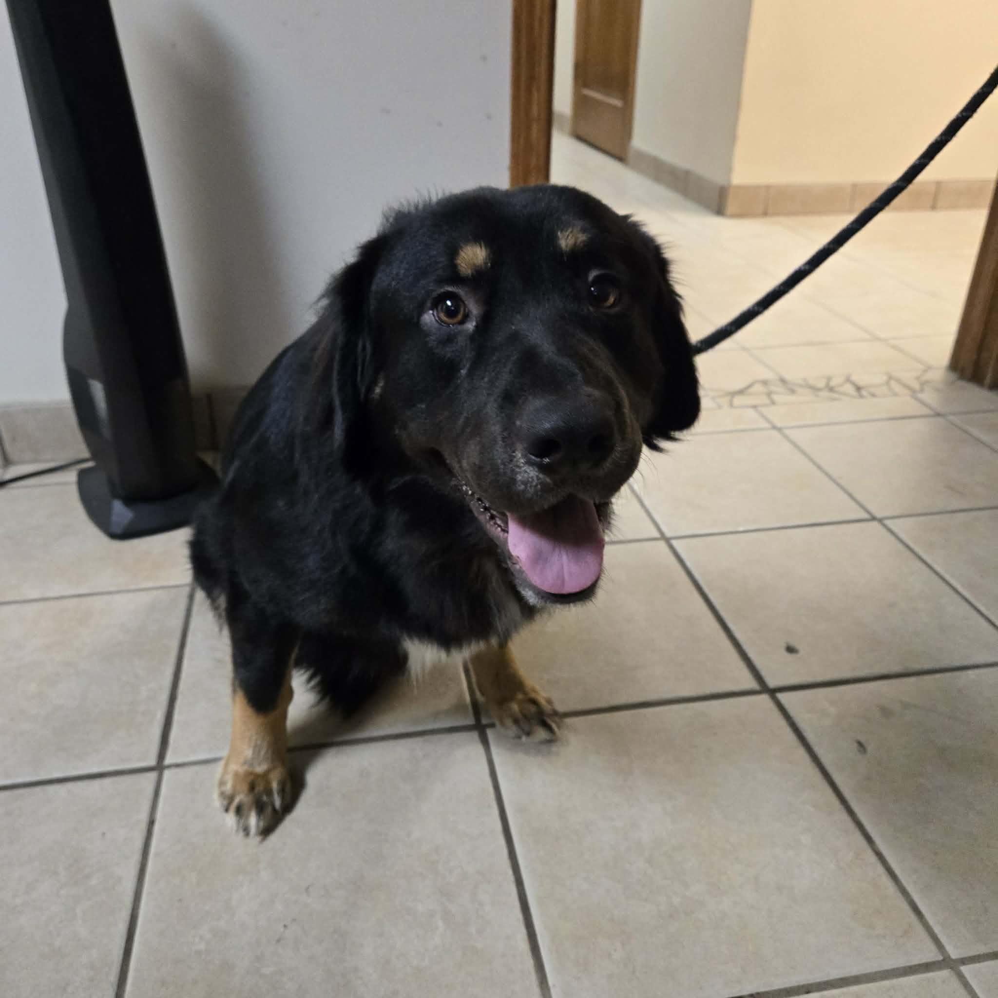 Enlarge Sherman, a ADOPTABLE mixed breed in West Branch, MI image 3/3