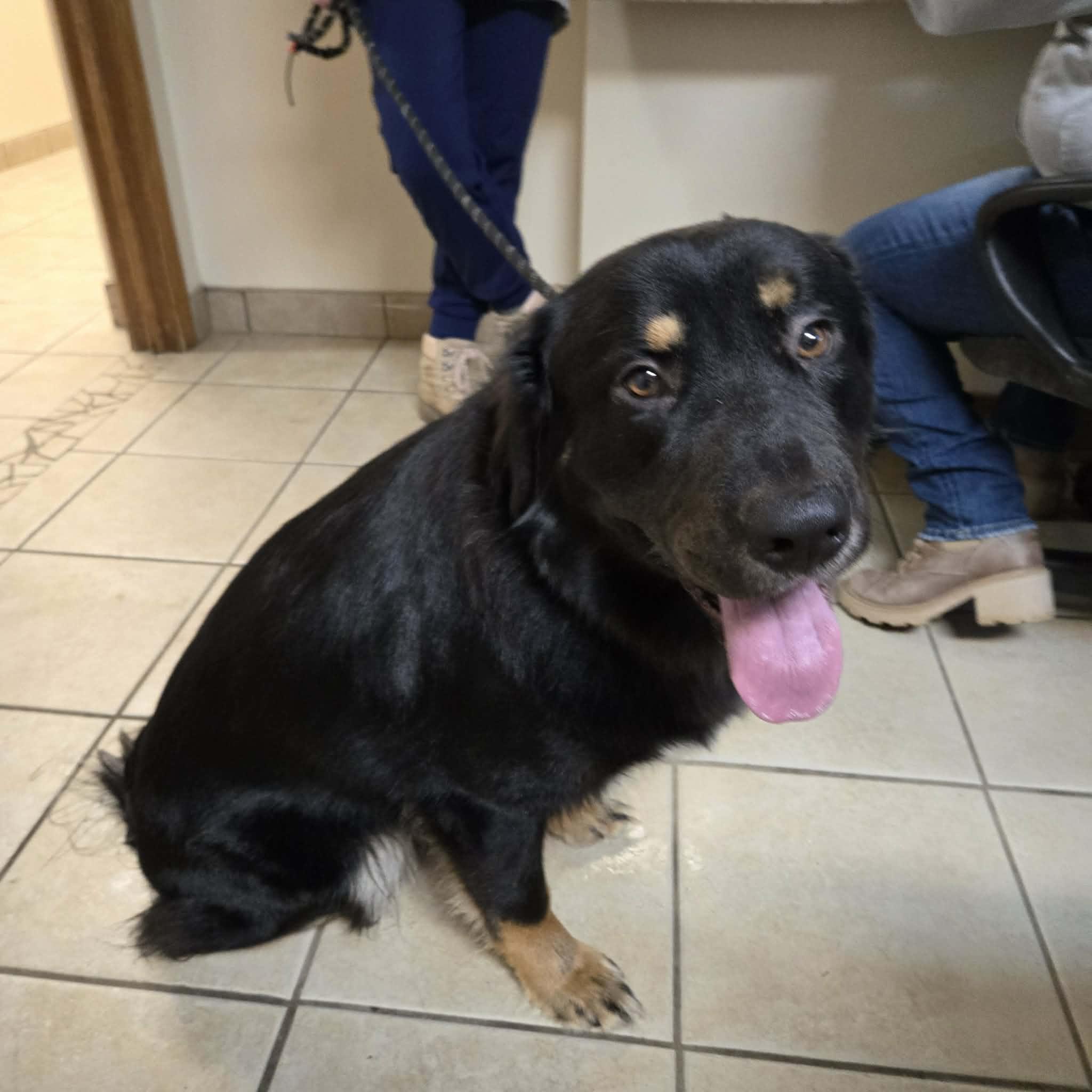 Enlarge Sherman, a ADOPTABLE mixed breed in West Branch, MI image 2/3