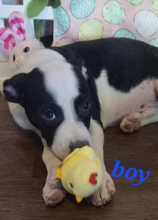 Enlarge Peeps, a Adoptable American Staffordshire Terrier in Pine Bluff, AR image 4/4