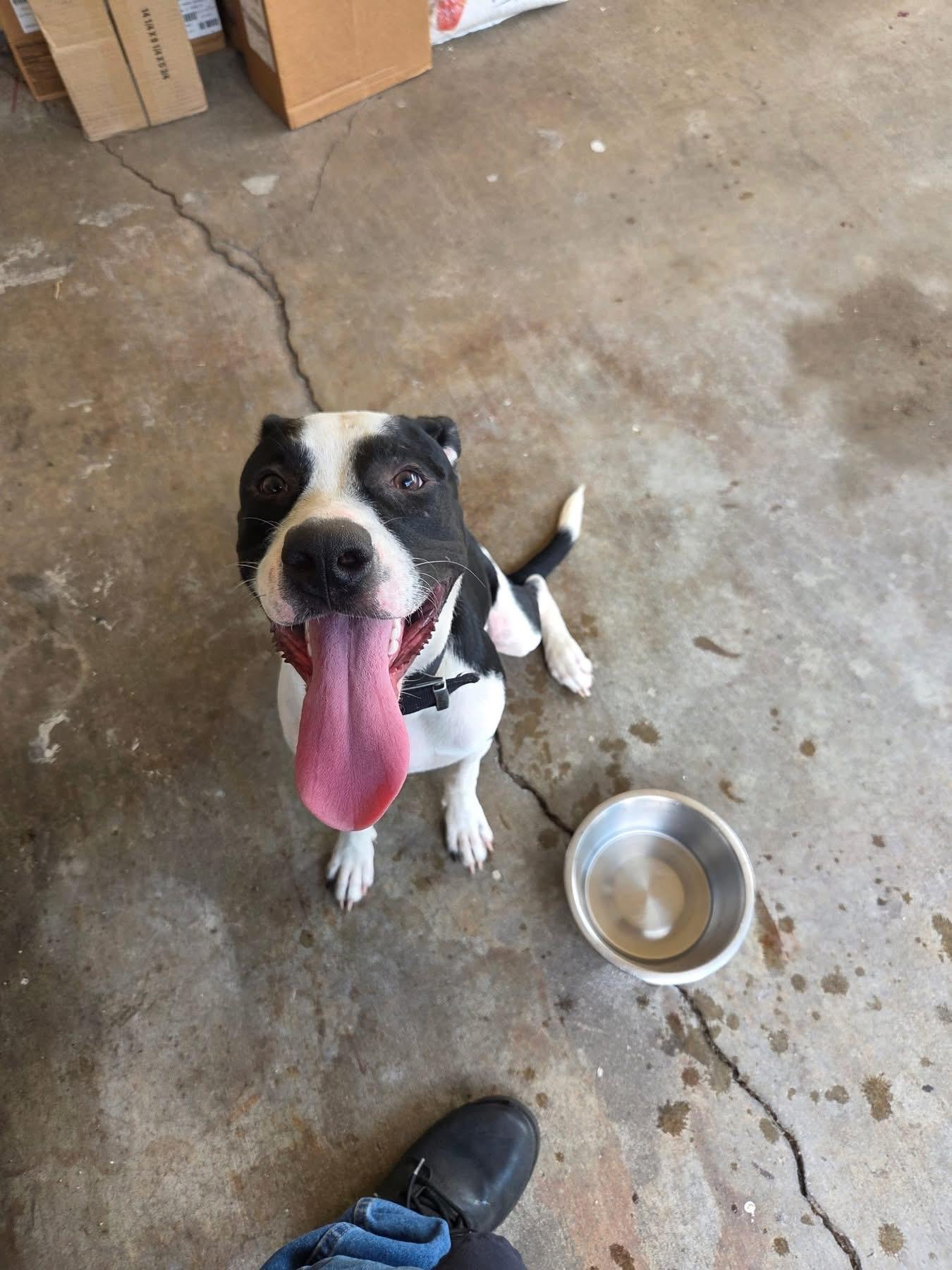 Enlarge Peeps, a Adoptable American Staffordshire Terrier in Pine Bluff, AR image 1/4