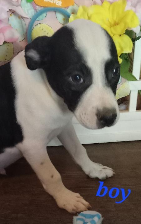 Enlarge Peeps, a Adoptable American Staffordshire Terrier in Pine Bluff, AR image 3/4