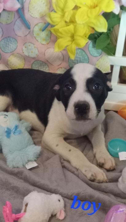 Enlarge Peeps, a Adoptable American Staffordshire Terrier in Pine Bluff, AR image 2/4