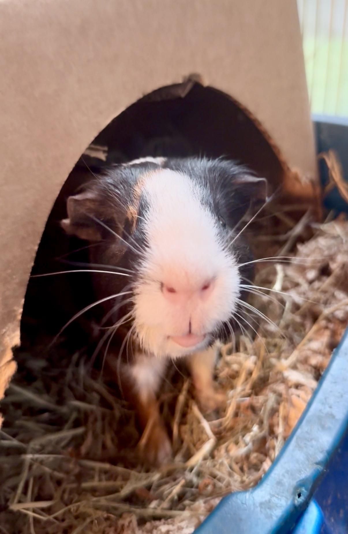 Enlarge Toodle, a ADOPTABLE Guinea Pig in Salisbury Mills, NY image 2/2