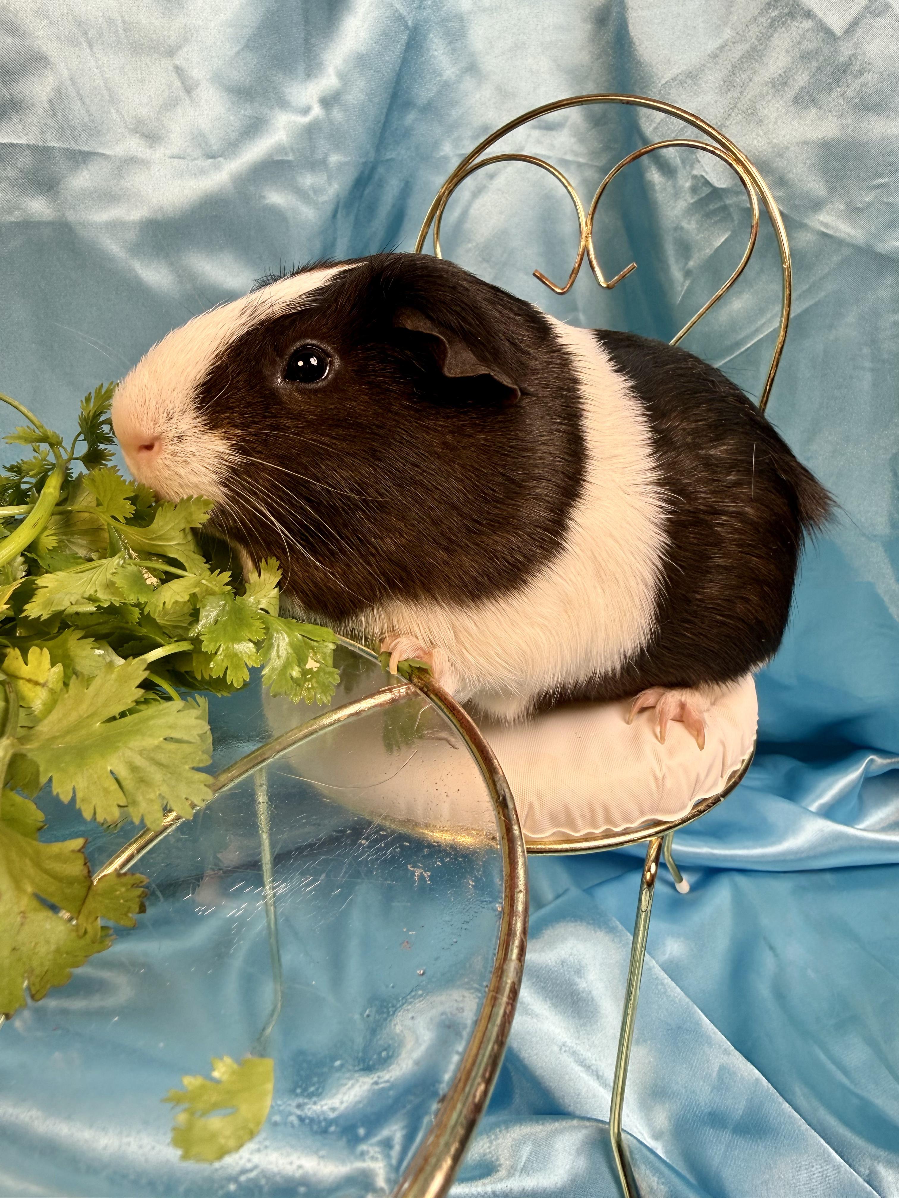 Enlarge Toodle, a ADOPTABLE Guinea Pig in Salisbury Mills, NY image 1/2