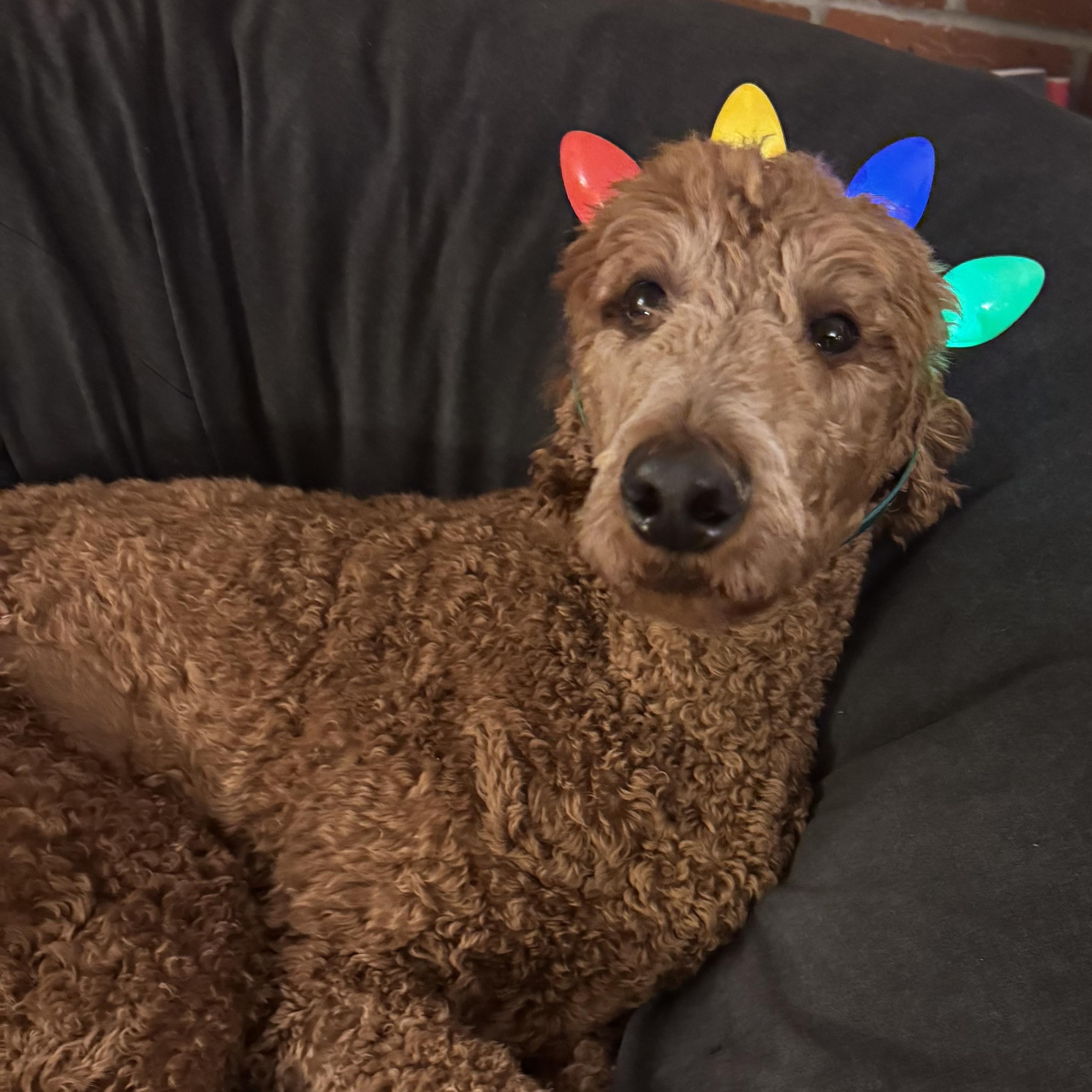 Po - Courtesy Posting, an adopted Standard Poodle in Somerville, MA image 2/5