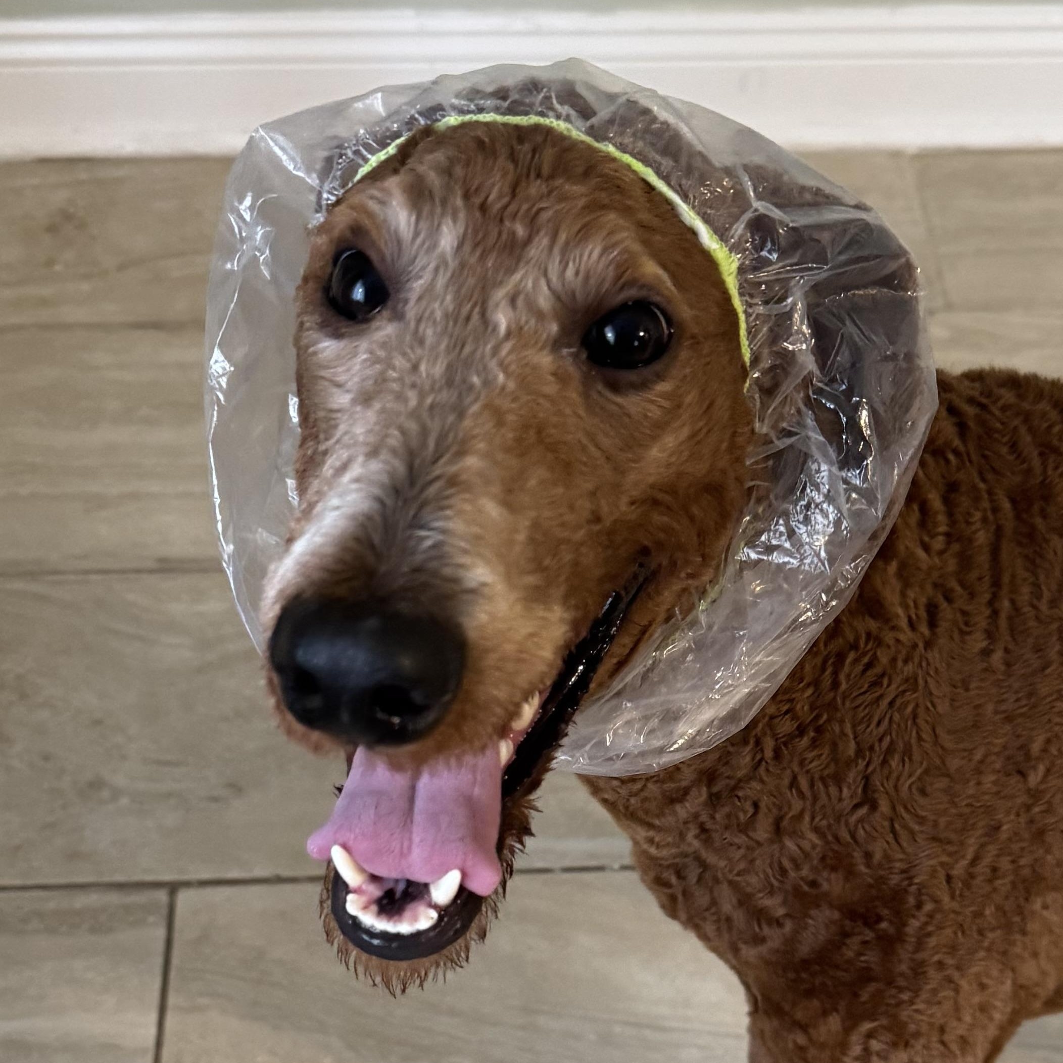 Po - Courtesy Posting, an adopted Standard Poodle in Somerville, MA image 3/5