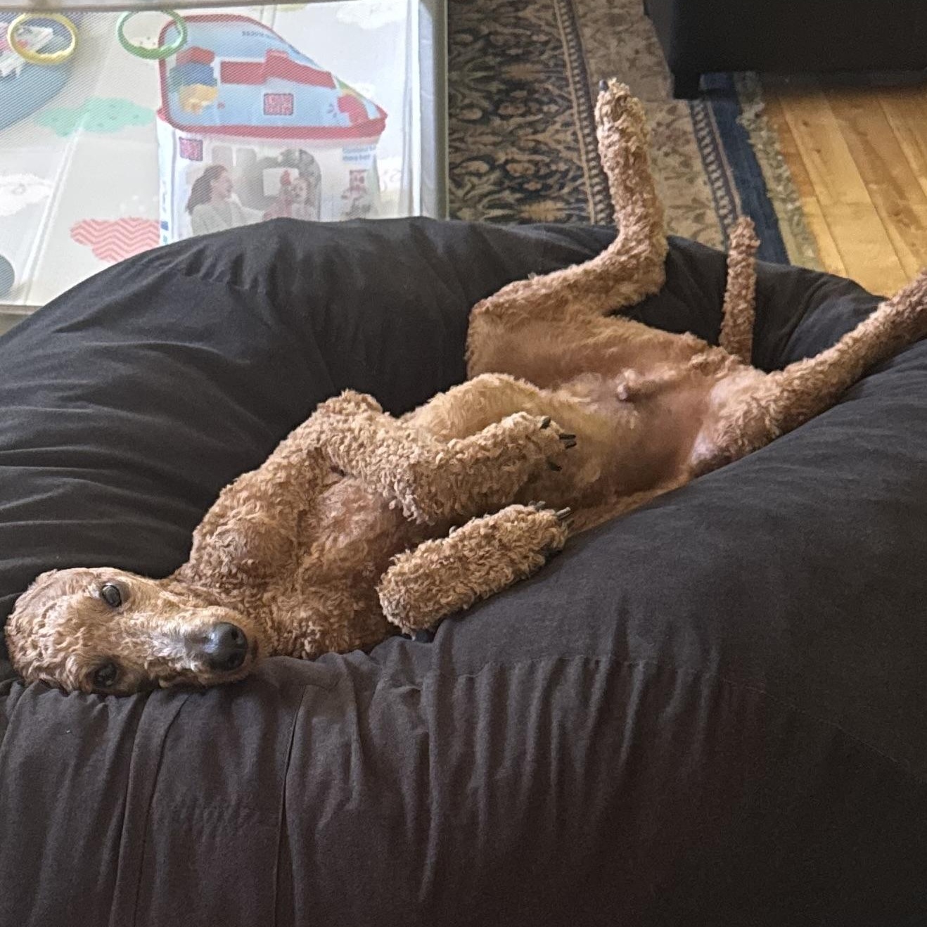 Po - Courtesy Posting, an adopted Standard Poodle in Somerville, MA image 5/5