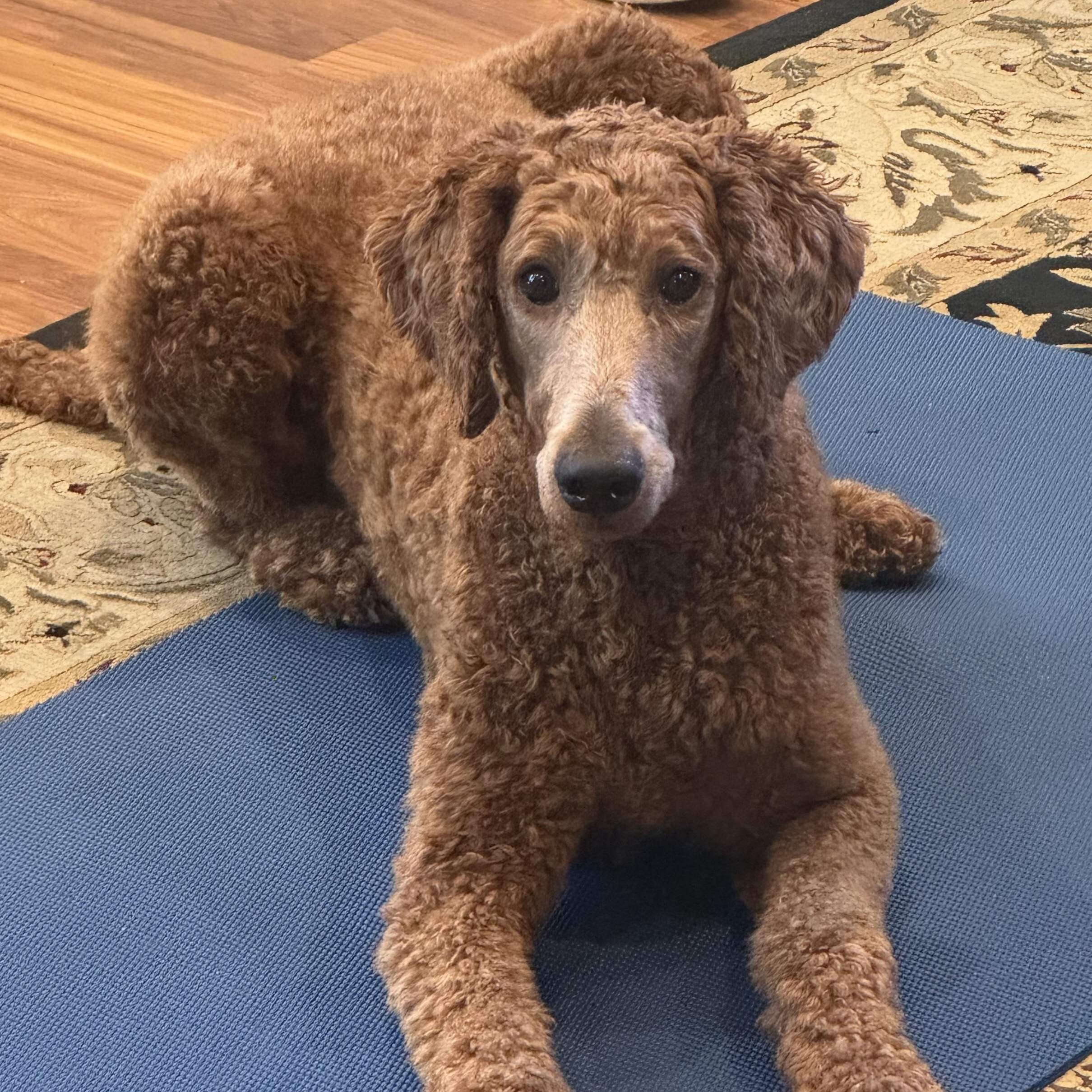 Po - Courtesy Posting, an adopted Standard Poodle in Somerville, MA image 4/5