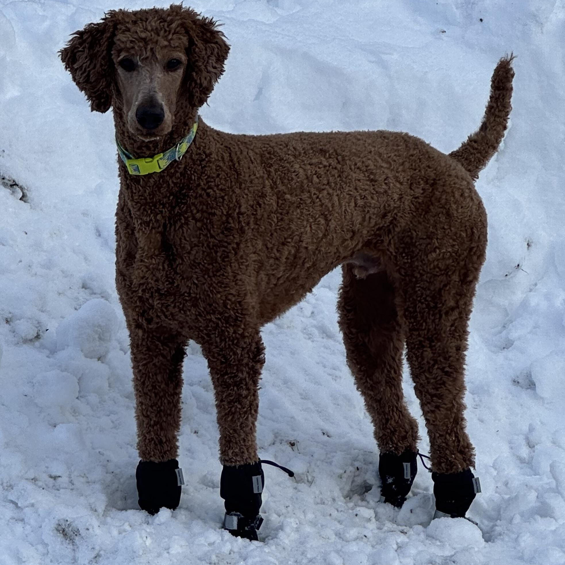 Po - Courtesy Posting, adopted, Young Male Standard Poodle.