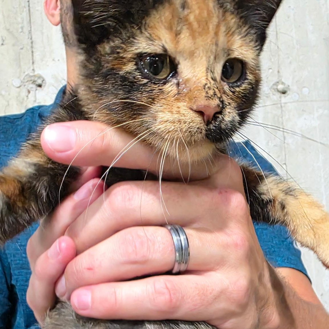 Enlarge Spice, a Adopted Domestic Medium Hair in Sauk City, WI image 2/2