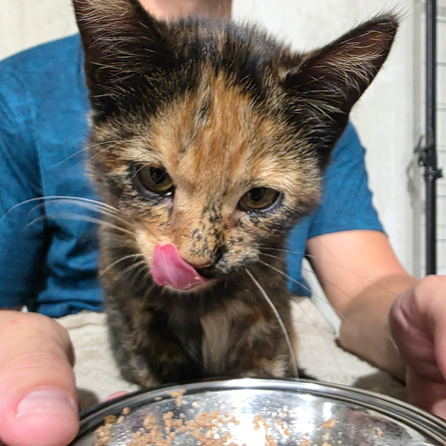 Enlarge Spice, a Adopted Domestic Medium Hair in Sauk City, WI image 1/2