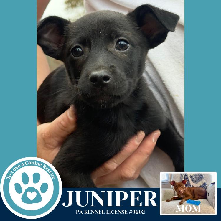 Enlarge Juniper (Junie's Pups) 122025, a Adoptable mixed breed in Kimberton, PA image 1/5