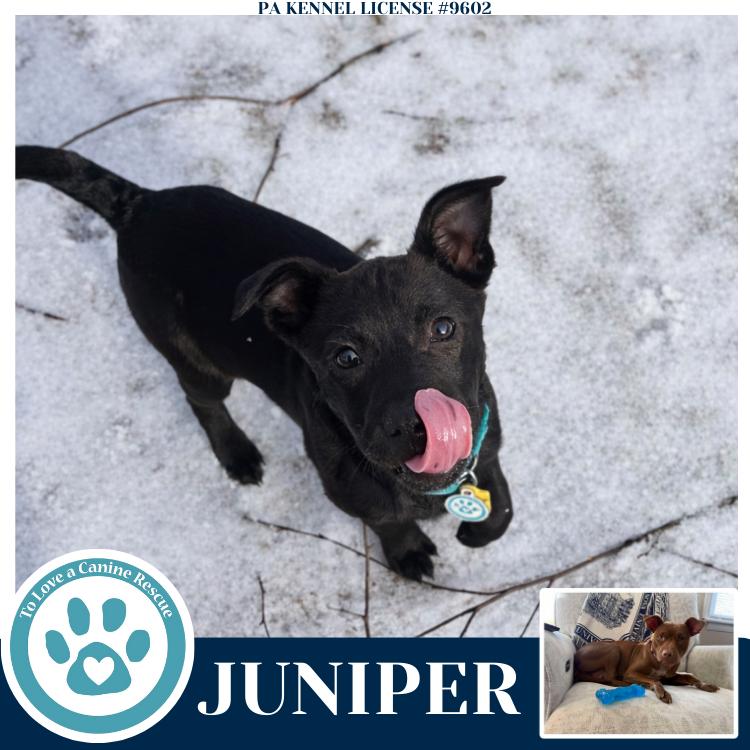 Enlarge Juniper (Junie's Pups) 122025, a Adoptable mixed breed in Kimberton, PA image 2/5