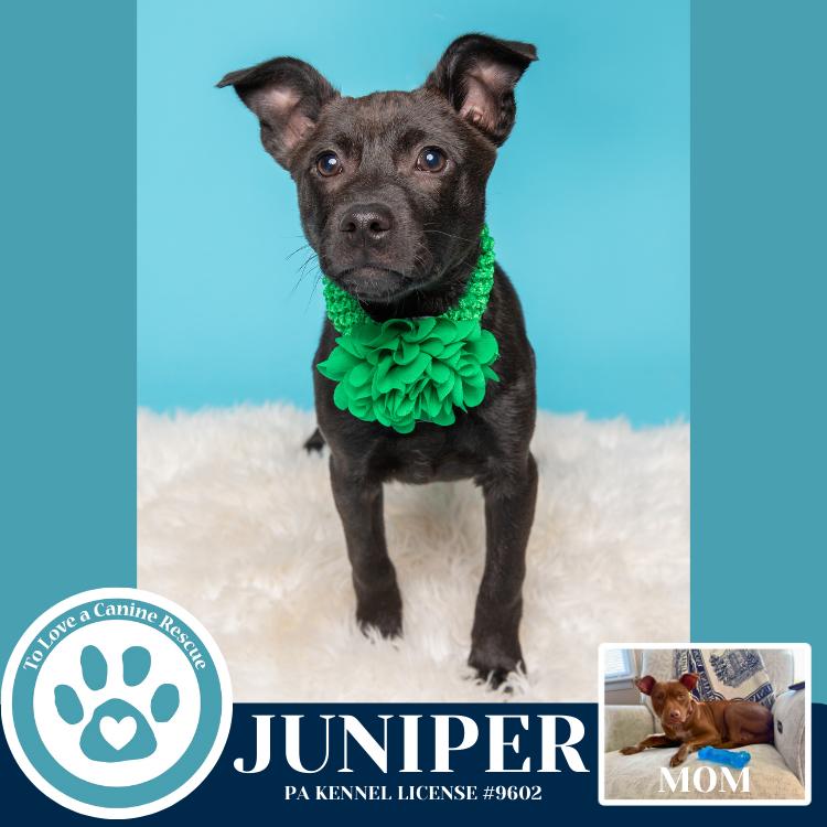 Enlarge Juniper (Junie's Pups) 122025, a Adoptable mixed breed in Kimberton, PA image 3/5