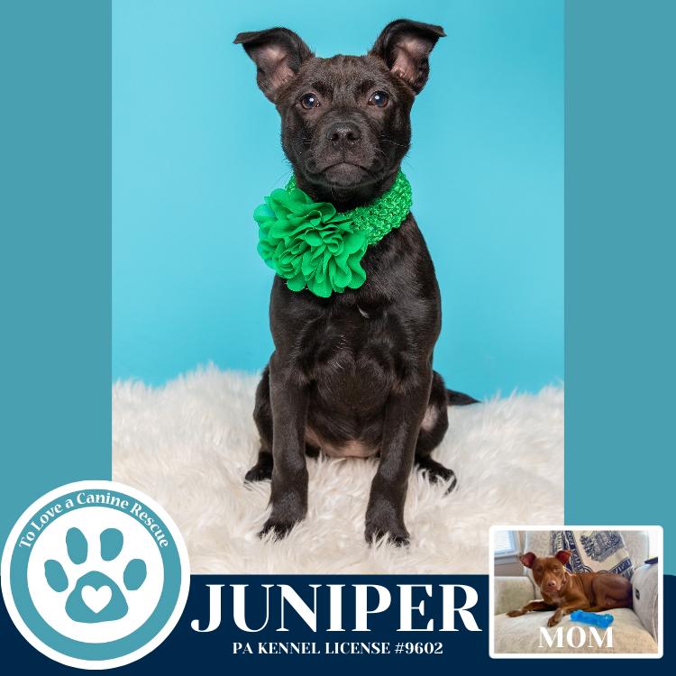 Enlarge Juniper (Junie's Pups) 122025, a Adoptable mixed breed in Kimberton, PA image 4/5